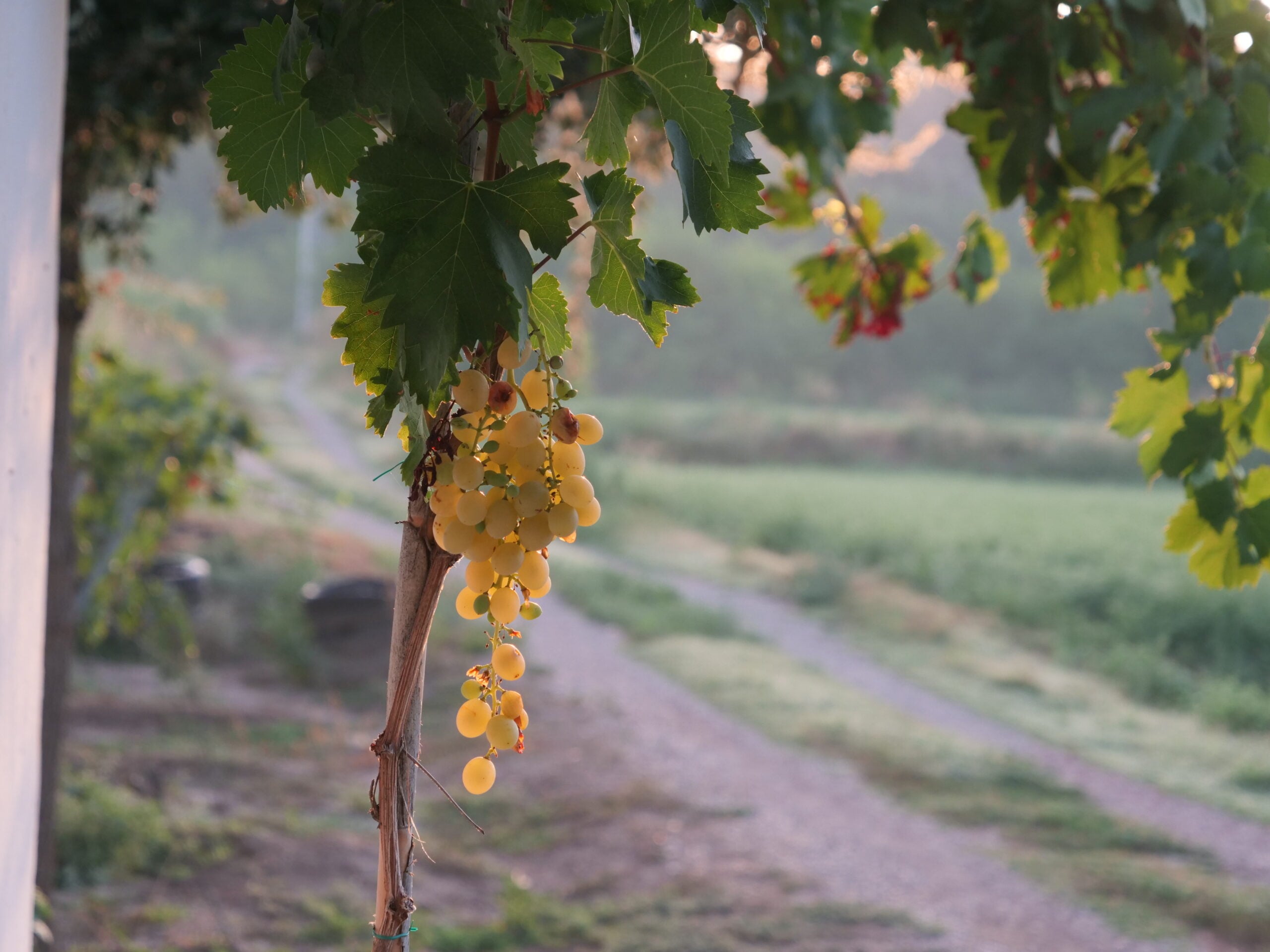 7 meilleures vignobles de la péninsule de Setúbal