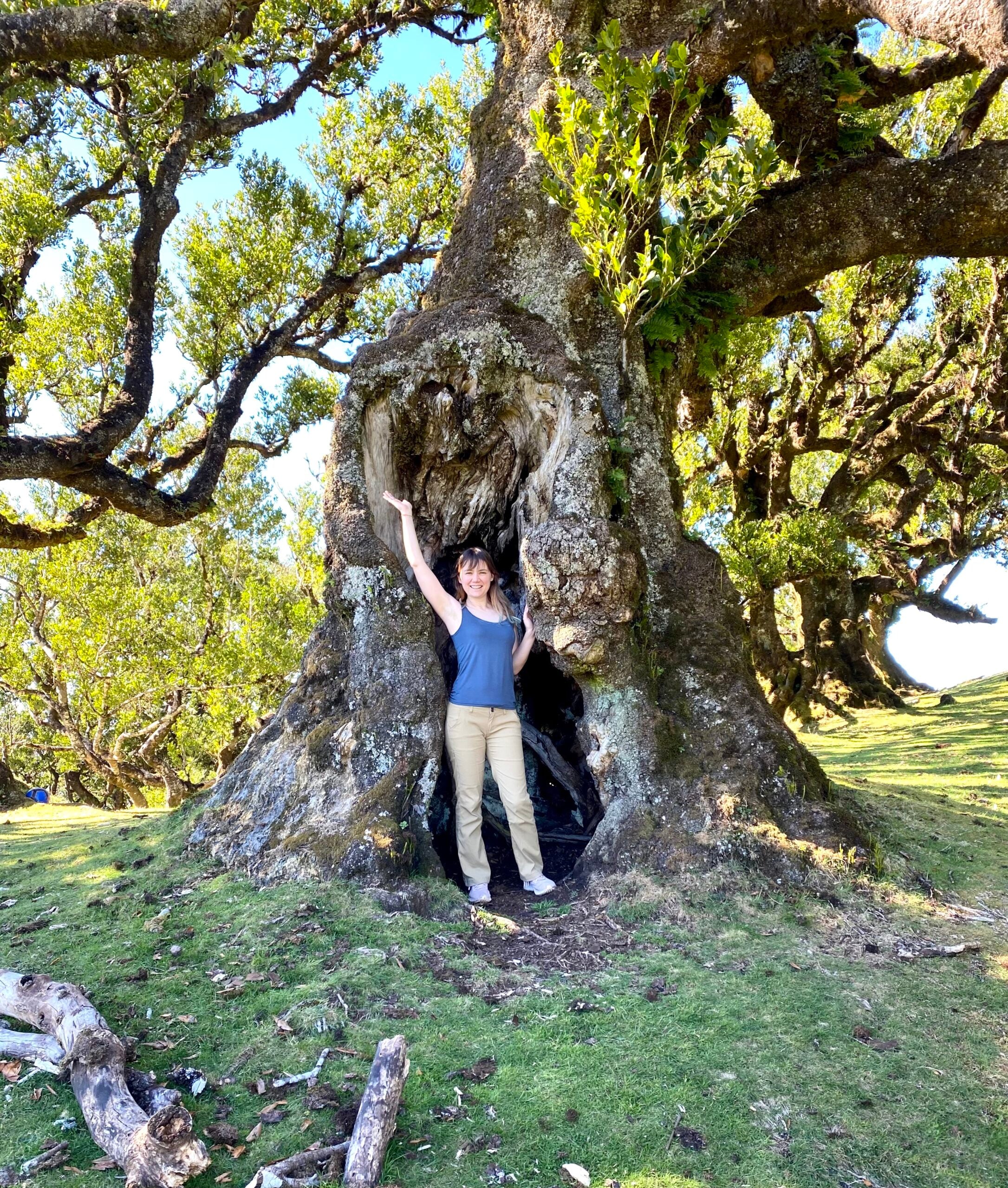 As 10 maiores árvores de Portugal