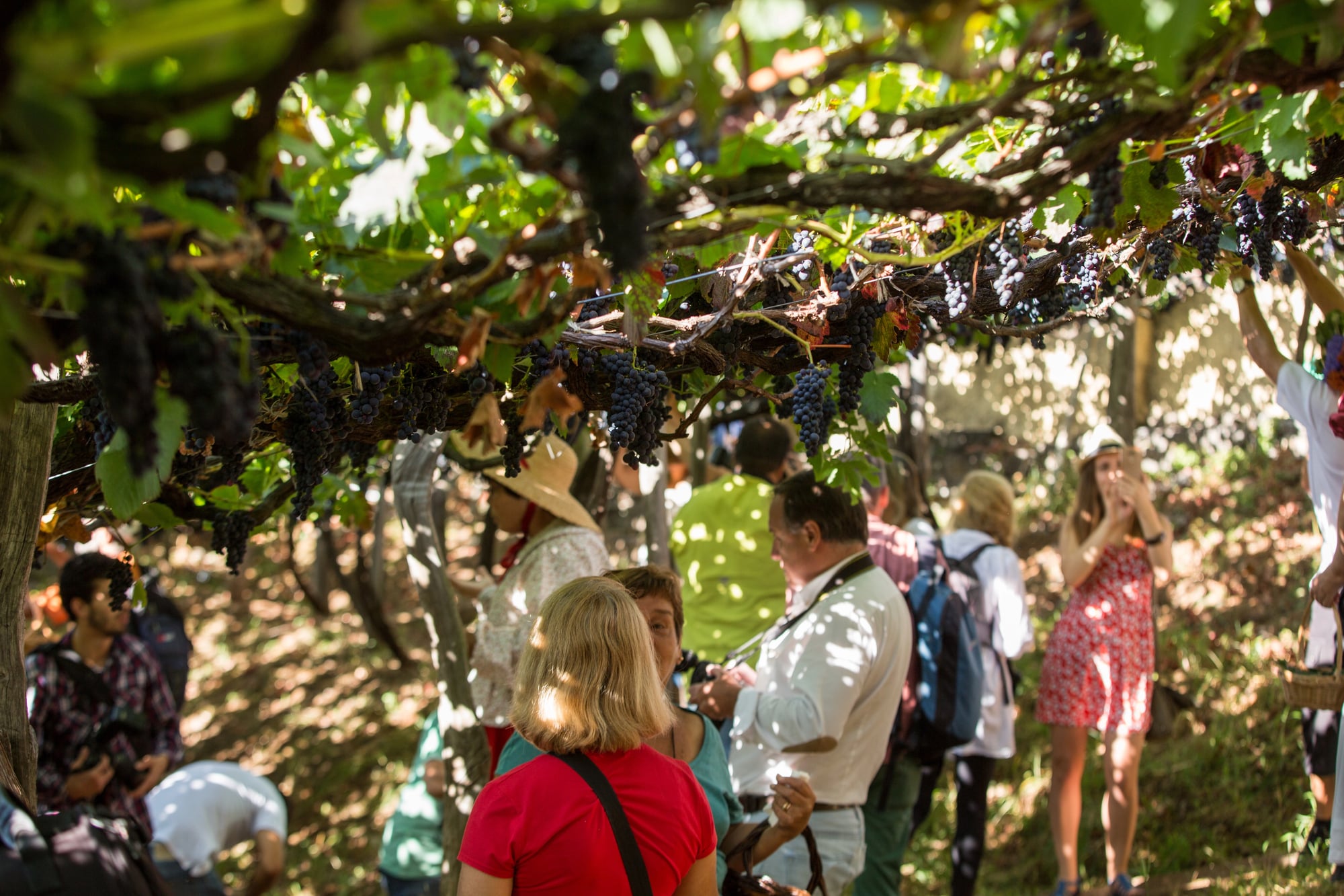 Los mejores festivales de vinos en Portugal por el resto de 2025