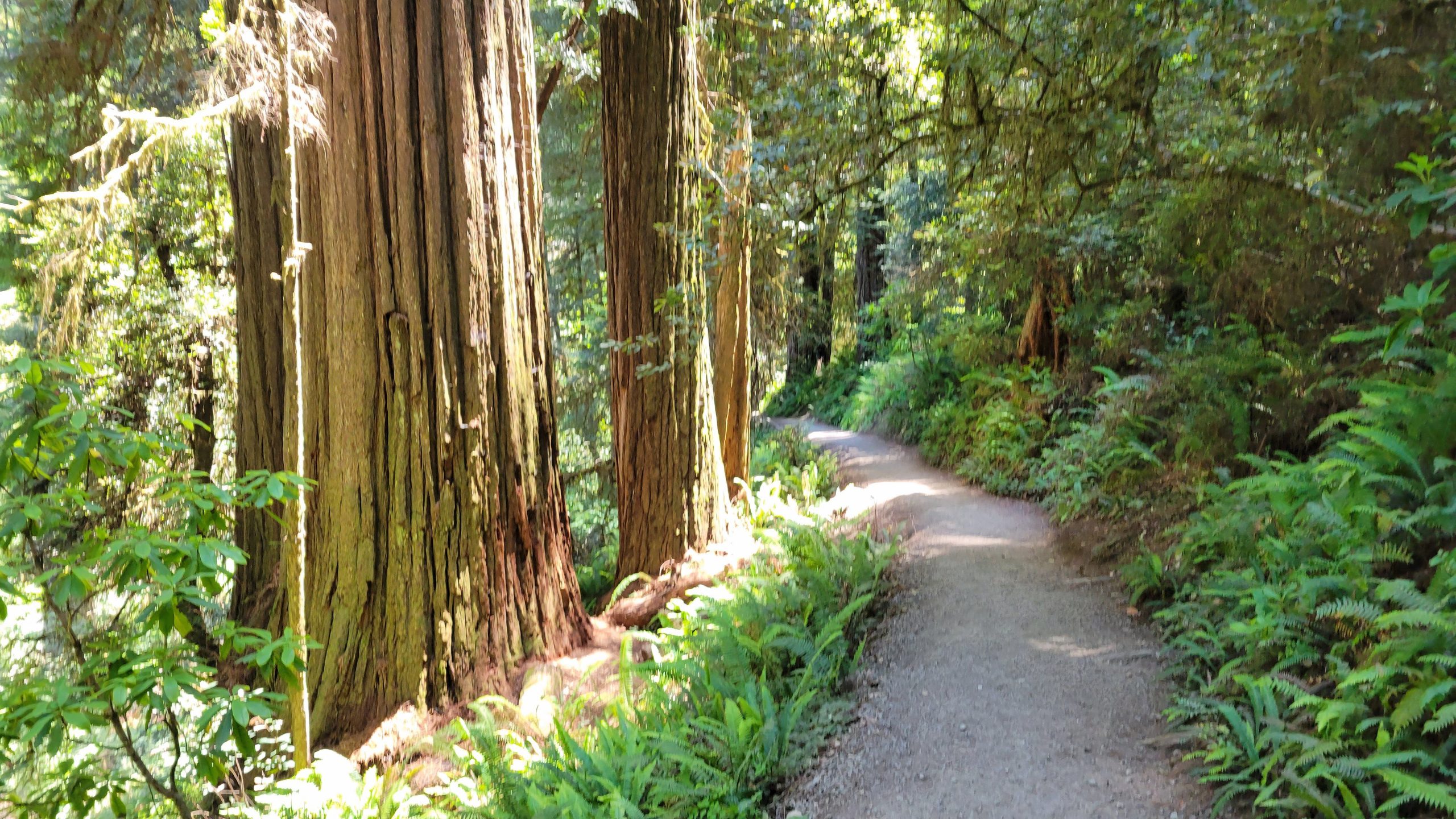 Skip Redwoods National Park: 7 luoghi sottovalutati per vedere Redwoods in California