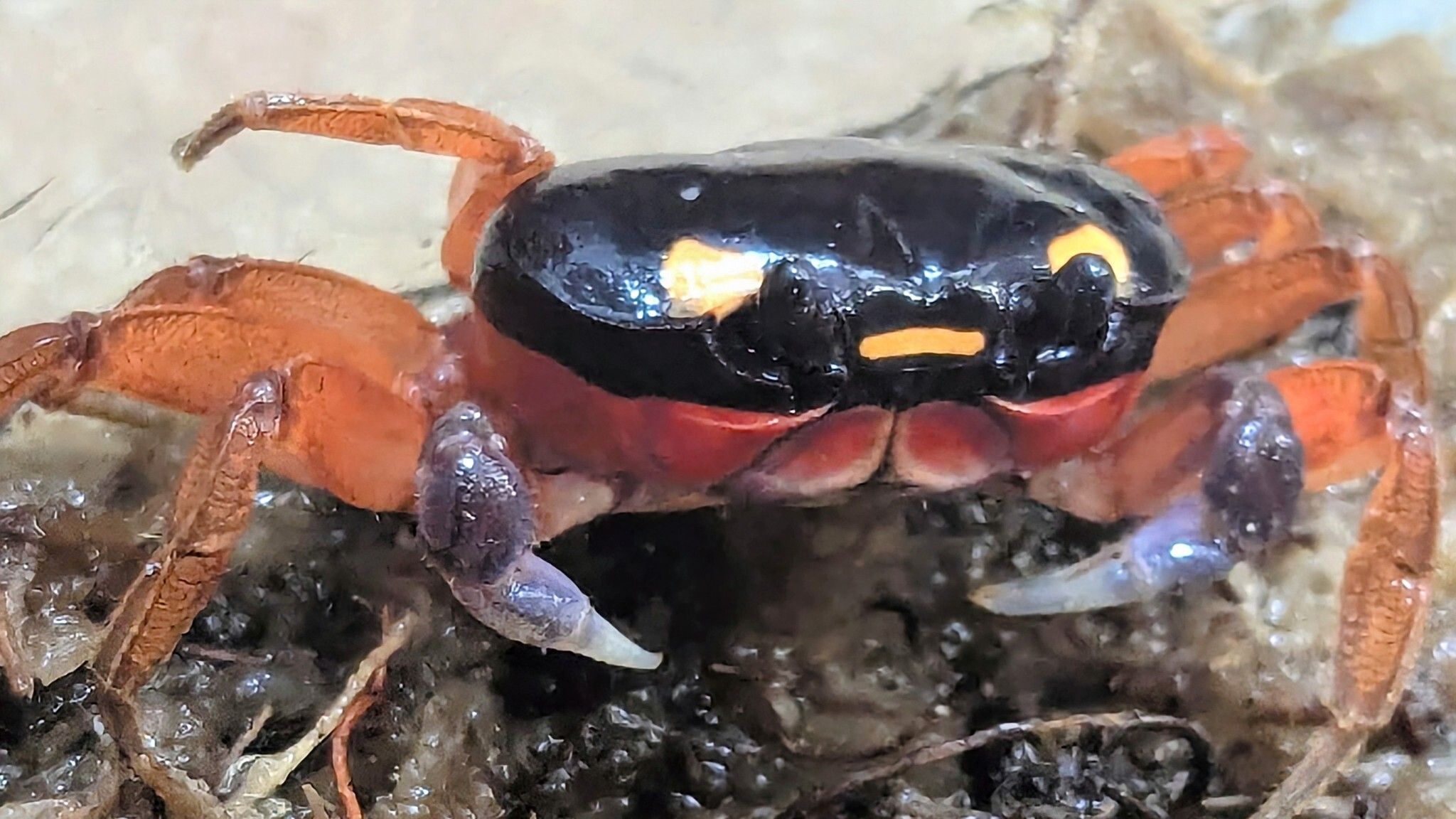 Le zoo de Denver adopte le «crabe d'Halloween» qui a été trouvé sur le vol du Costa Rica
