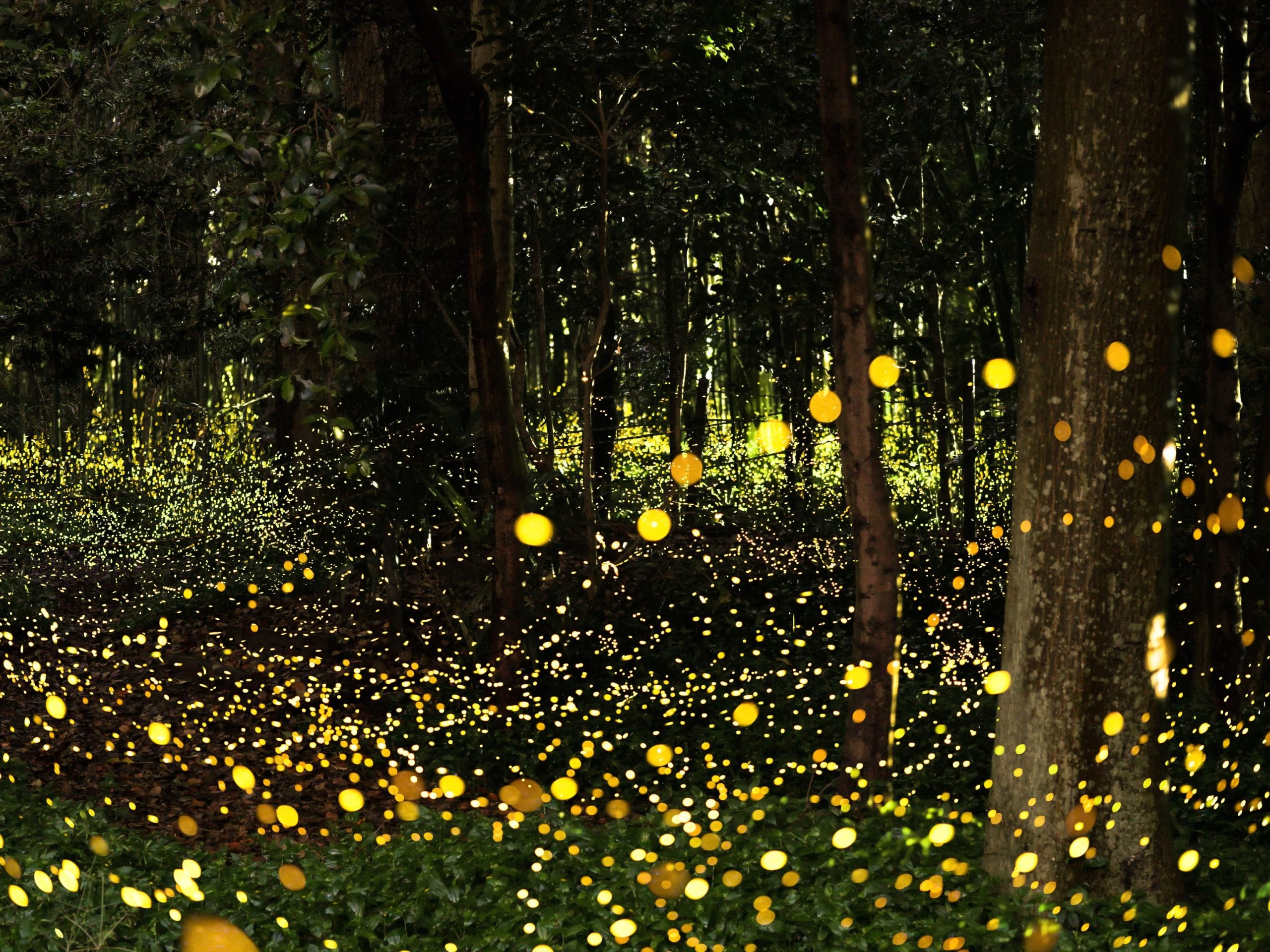 Top 4 parques en Apalachy para ver luciérnagas este verano