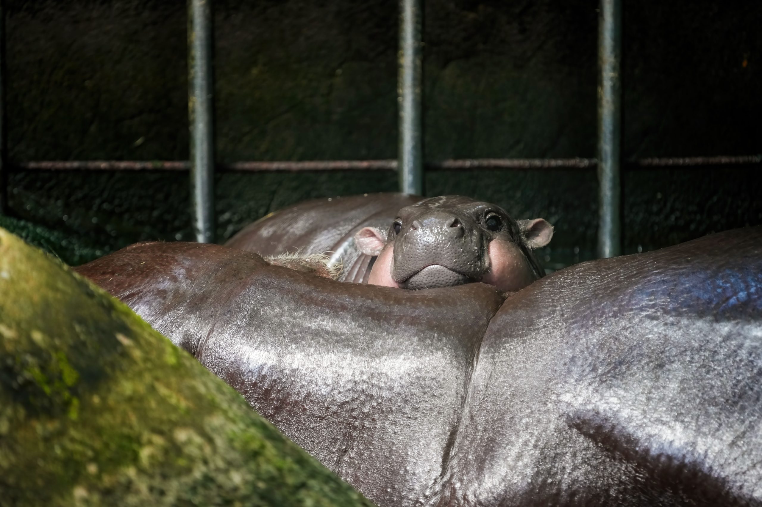 El zoológico de Virginia llena de orgullo después de un hipopótamo pigmeo recién nacido en peligro de extinción llega a tiempo para el año nuevo
