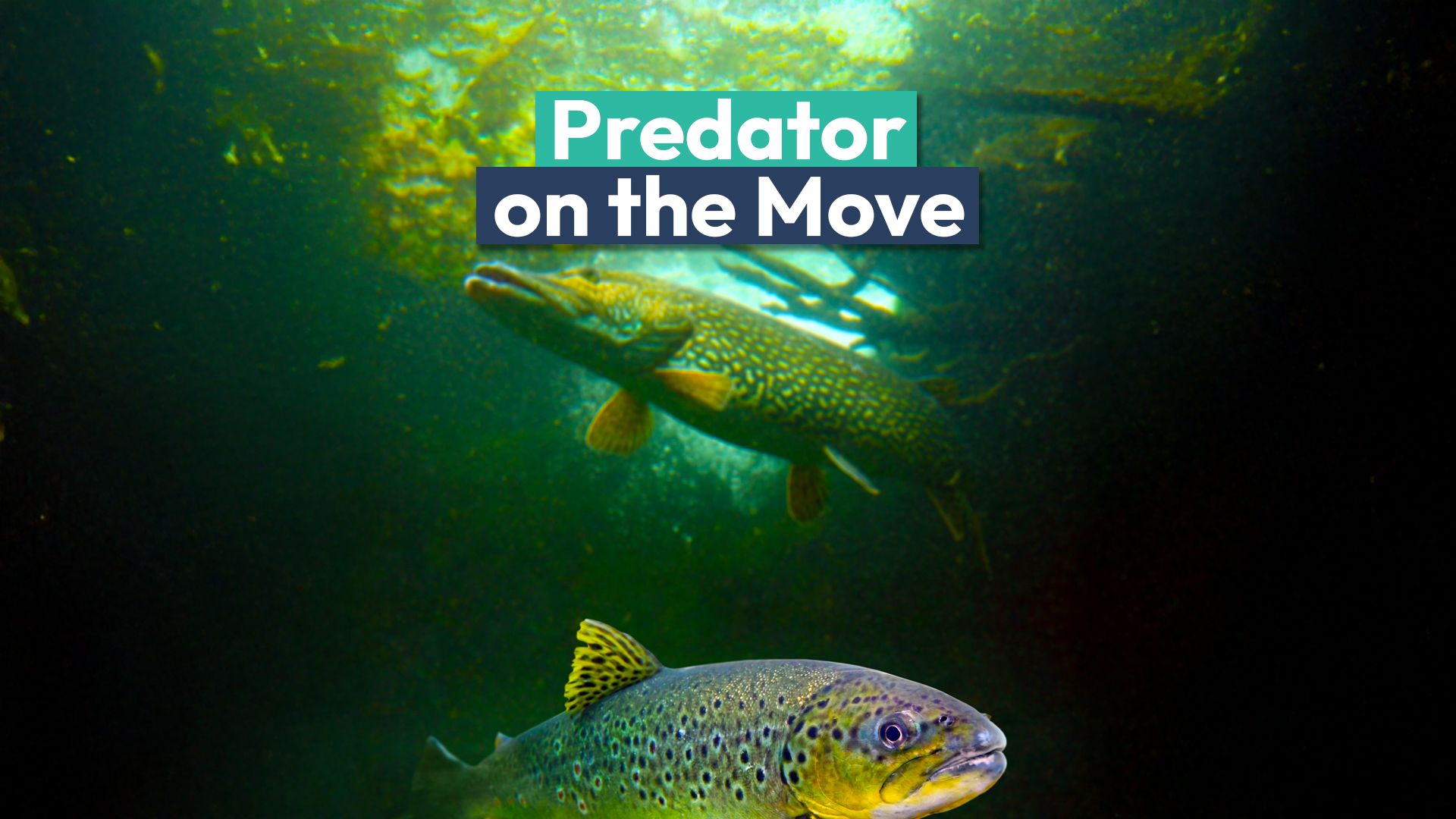 Un prédateur aux dents de rasoir se déplace secrètement à travers le passage caché de cet État (et les experts sont inquiets)