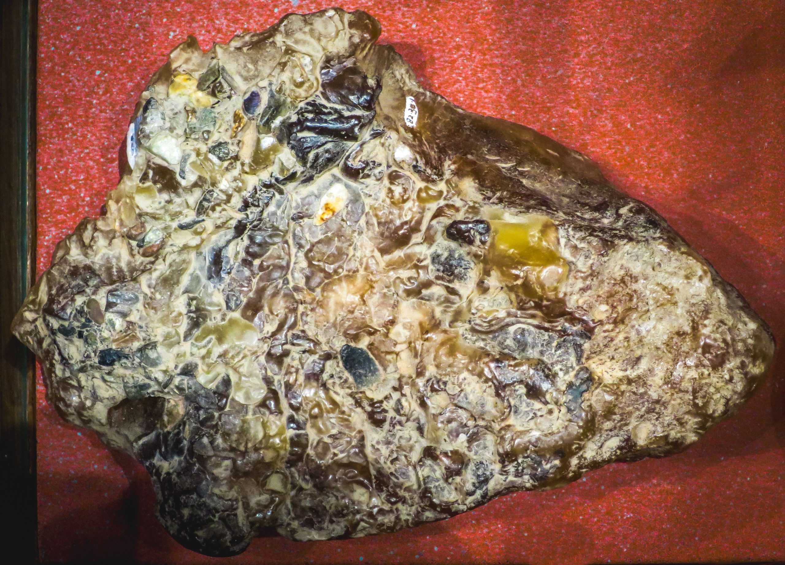 Un chien d'un homme a trouvé un morceau de vomi de baleine qui valait des millions 