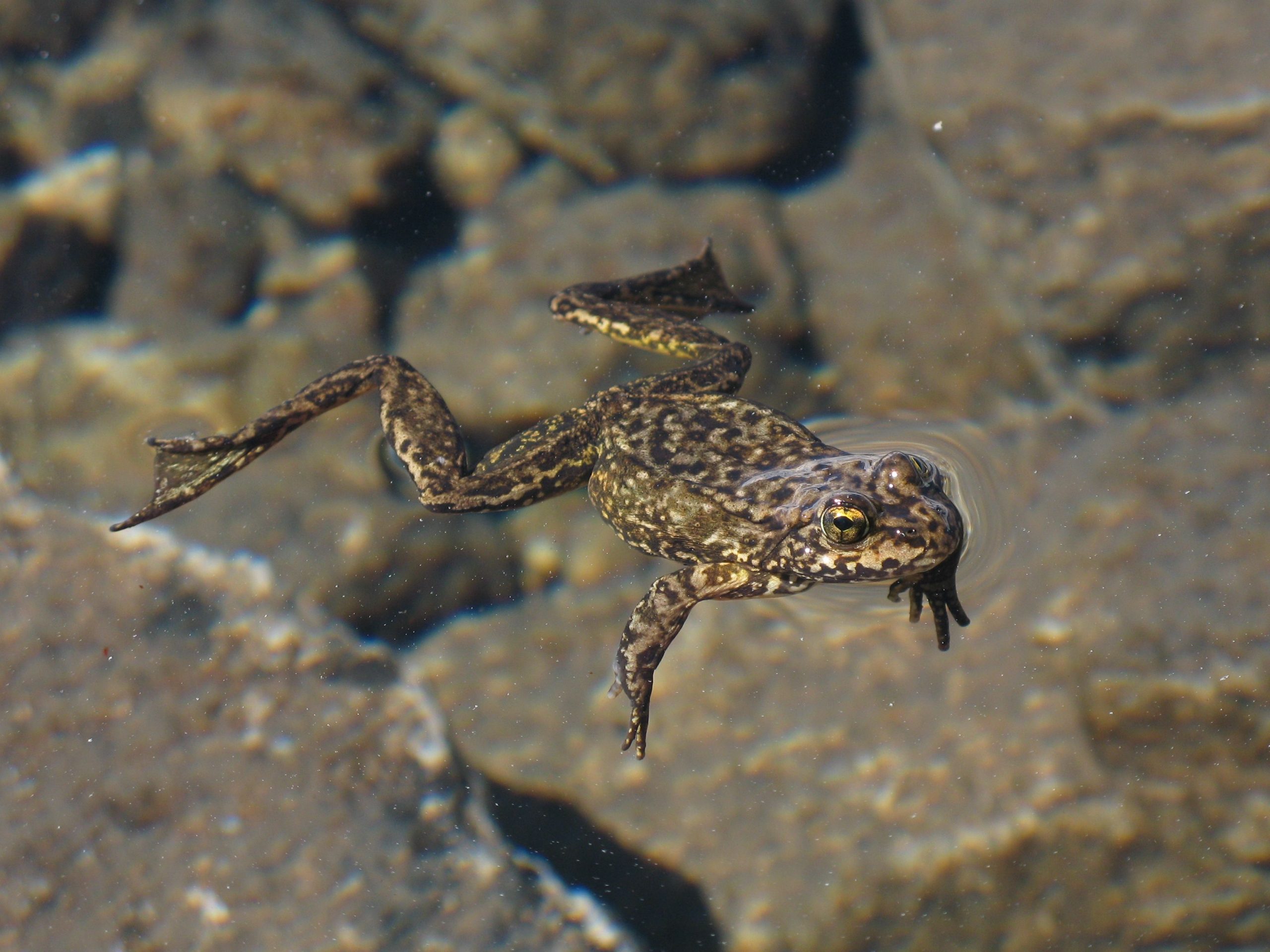 La rana dalle gambe gialle della Sierra Nevada fa il suo debutto a Yosemite National Park