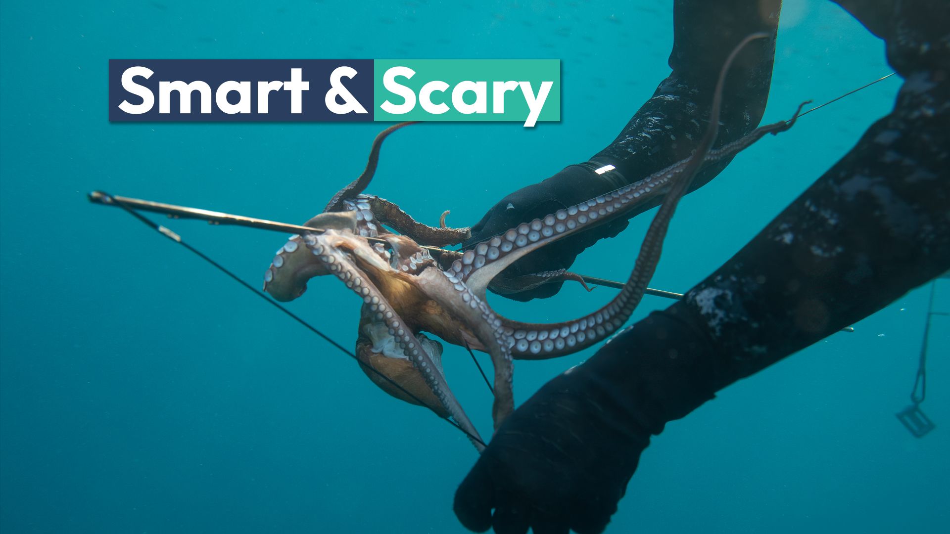 Une pieuvre se défend d'un plongeur, prouve pourquoi nous sommes fascinés et terrifiés par eux