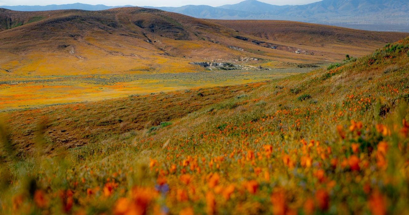 C'est la plus belle ferme de fleurs de Californie