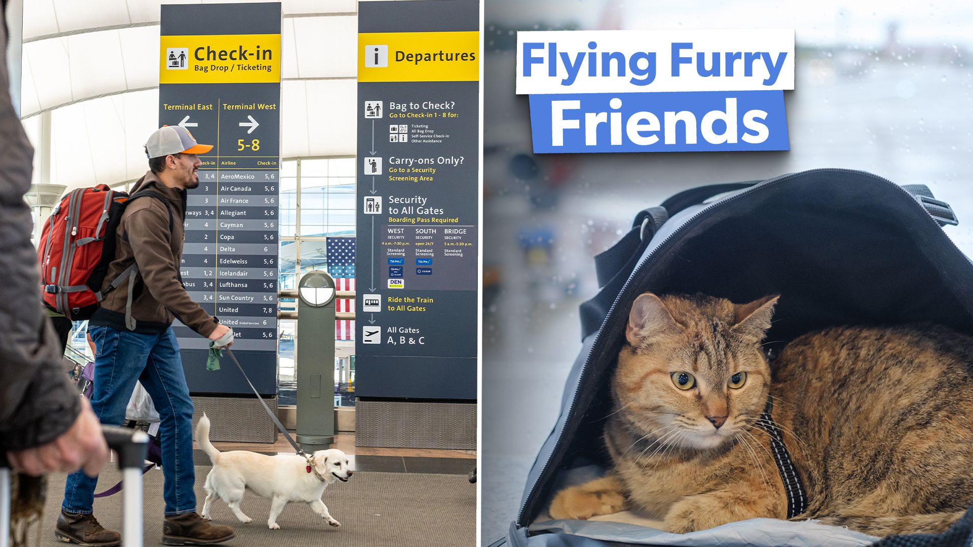 Top 5: L'enquête révèle les compagnies aériennes les plus adaptées aux animaux de compagnie au monde