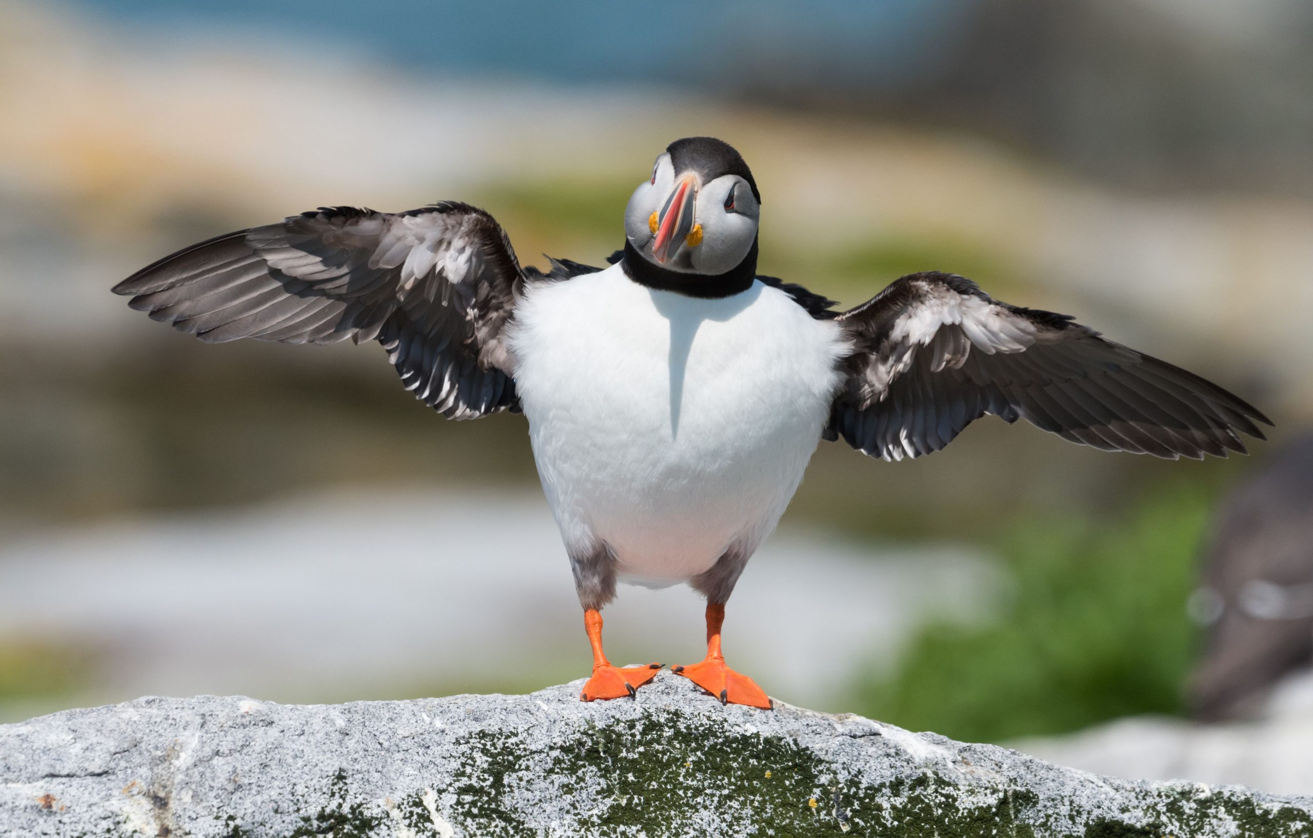 Canadá y Estados Unidos luchan contra la propiedad de Machias Seal Island, hogar de miles de frailecillos del Atlántico