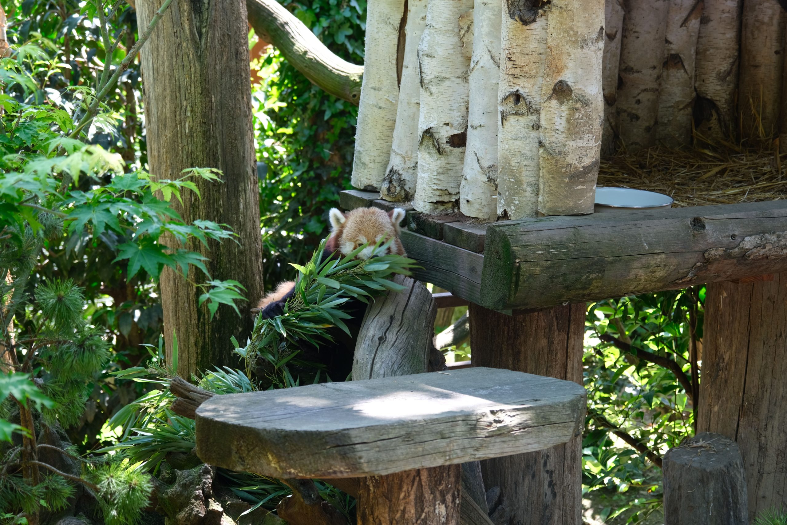 Baby Baby Red Panda meurt au zoo d'Édimbourg: des feux d'artifice blâmés pour sa mort soudaine et insensée