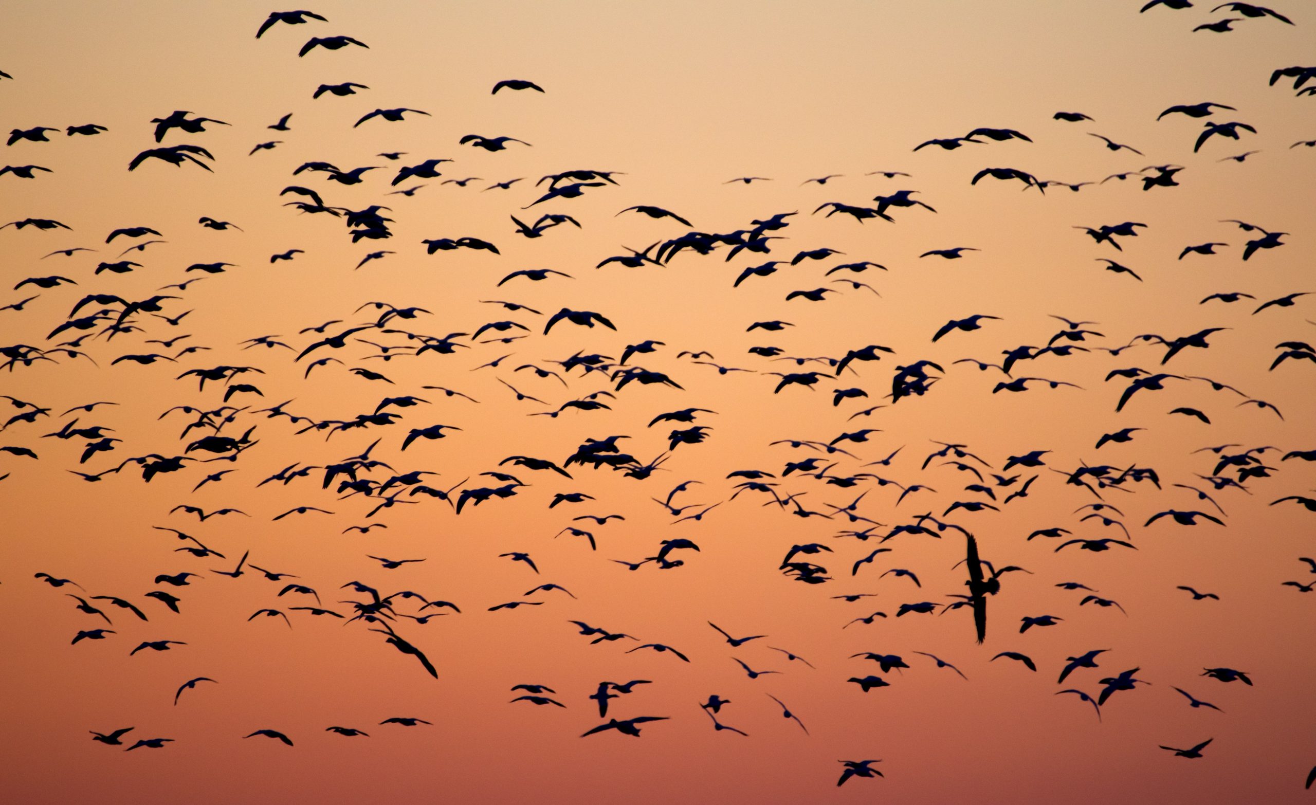 Os padrões comportamentais de um pássaro podem ser devido a condições climáticas, dizem os pesquisadores