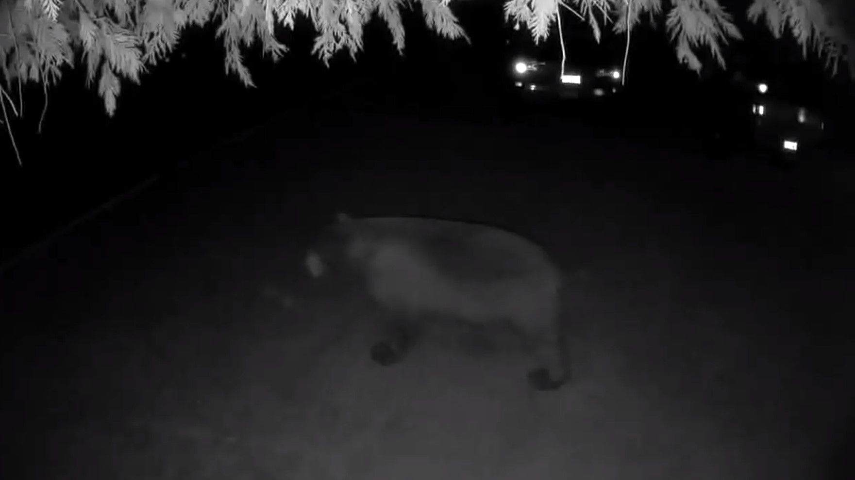 Je vis dans une ville avec des ours, voici ce que c'est