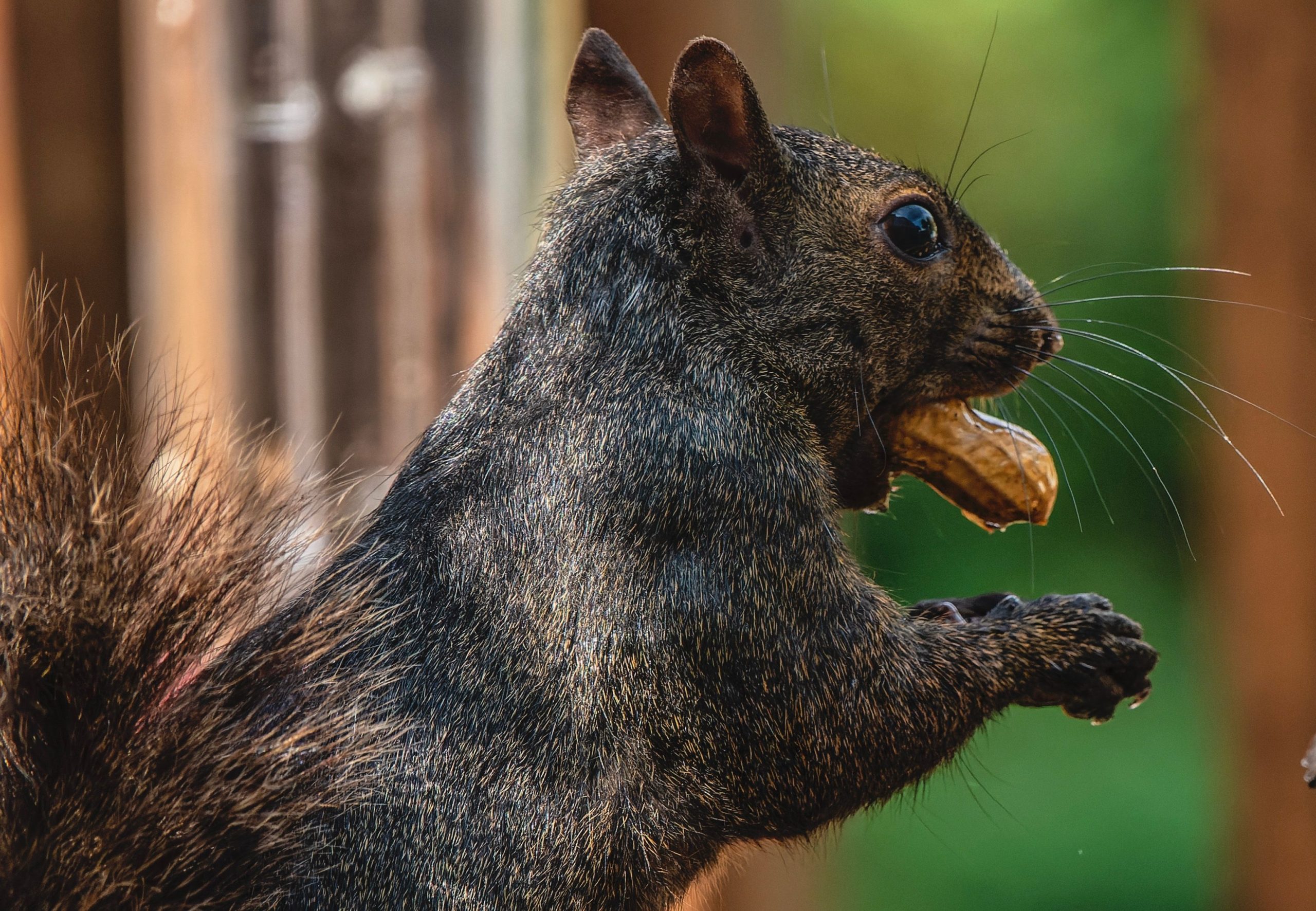 Peanut, l'écureuil de sauvetage célèbre sur Instagram saisi par les officiers de Dec dans ce qui ne peut être décrit que comme un acte d'inhumaine absolue