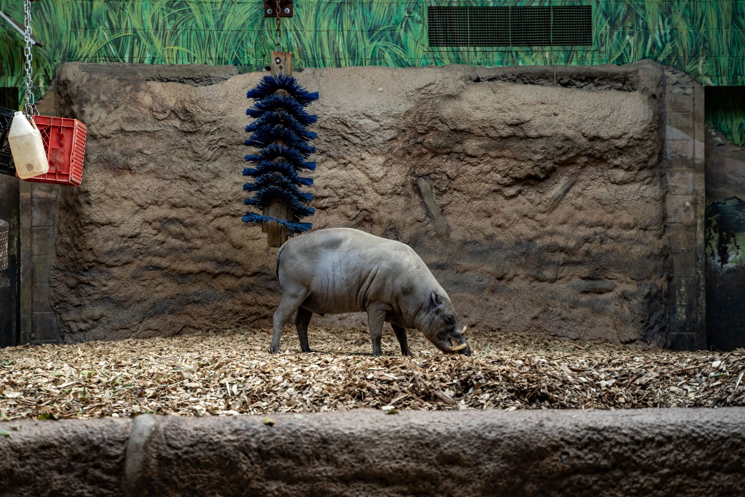 Le zoo de Toronto pleure la mort de Babirusa bien-aimée, «Bucky»: l'erreur humaine est à blâmer