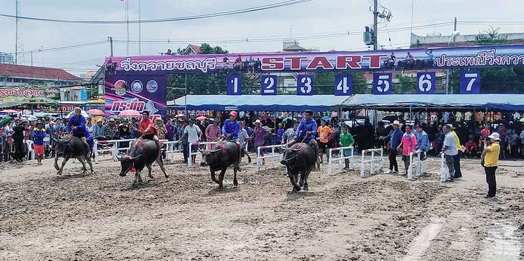 Tailandia Water Buffalo Racing en Chonburi, Tailandia, John McMahon, asiste a un festival único en su tipo, celebrando el papel clave que Buffalo una vez jugó en Everyday Thai Live.