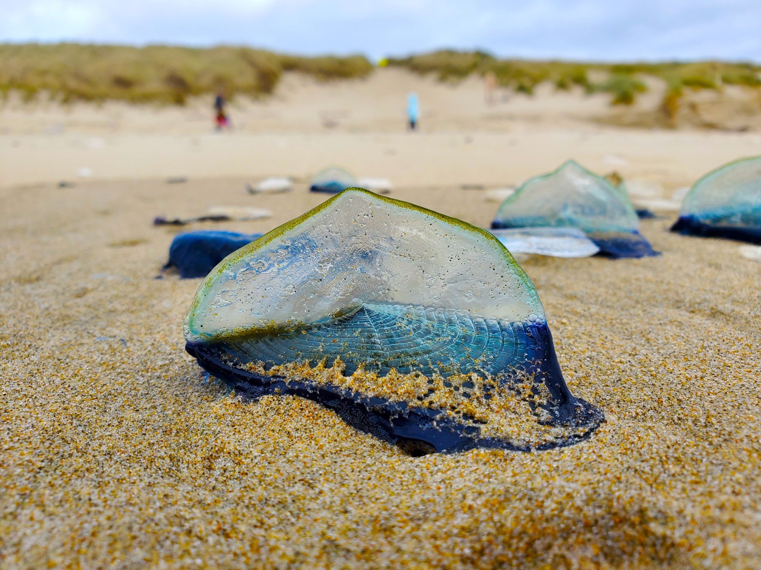 Queste misteriose creature marine con una vela si stanno lavando sulle spiagge della California