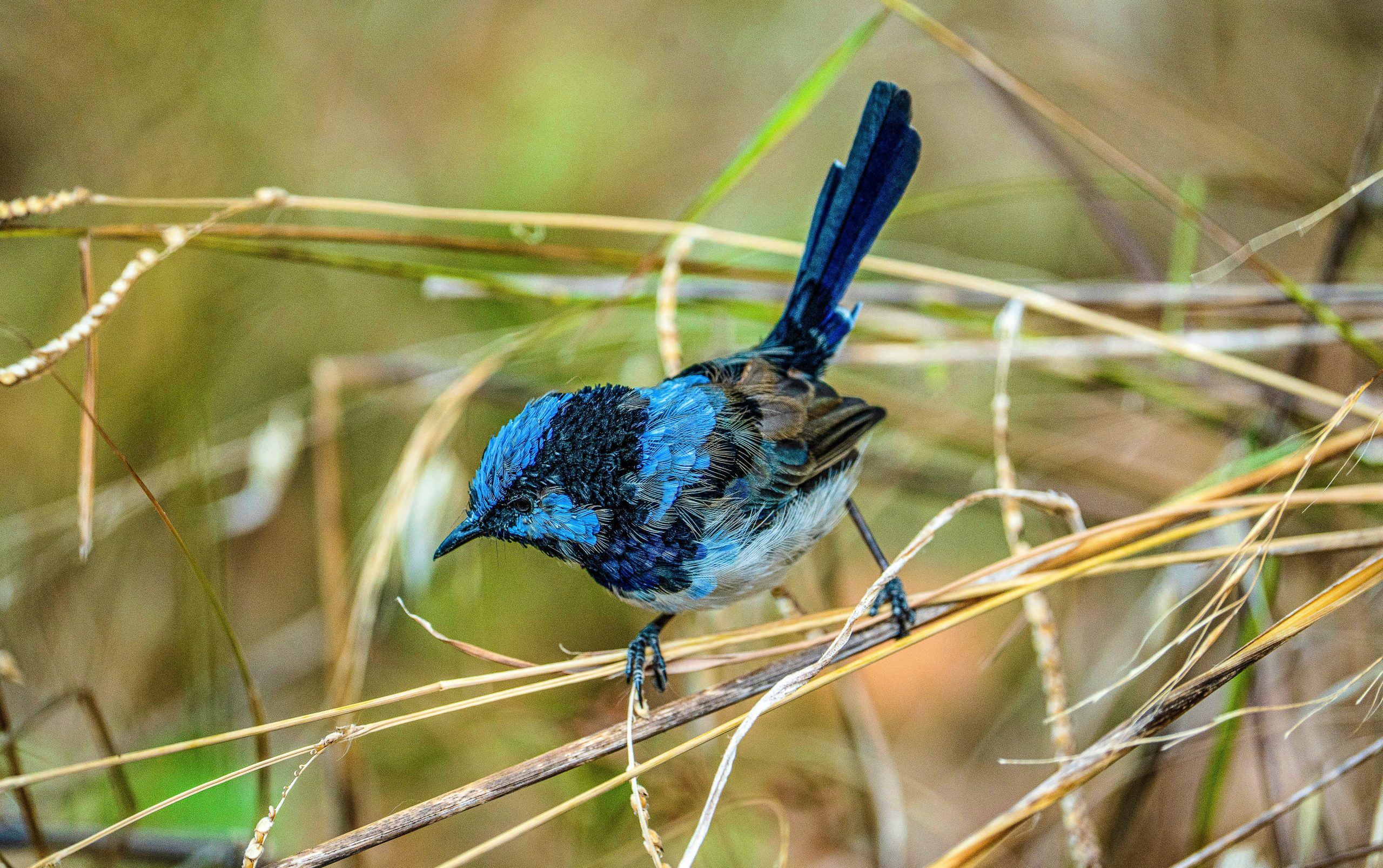Une nouvelle étude révèle que les oiseaux expriment leur personnalité à travers les chansons qu'ils chantent