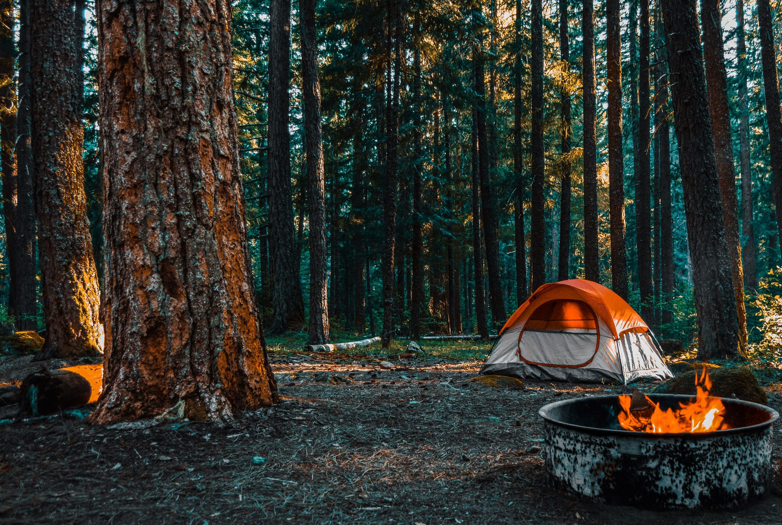 Parcs nationaux offrant le meilleur camping en 2025