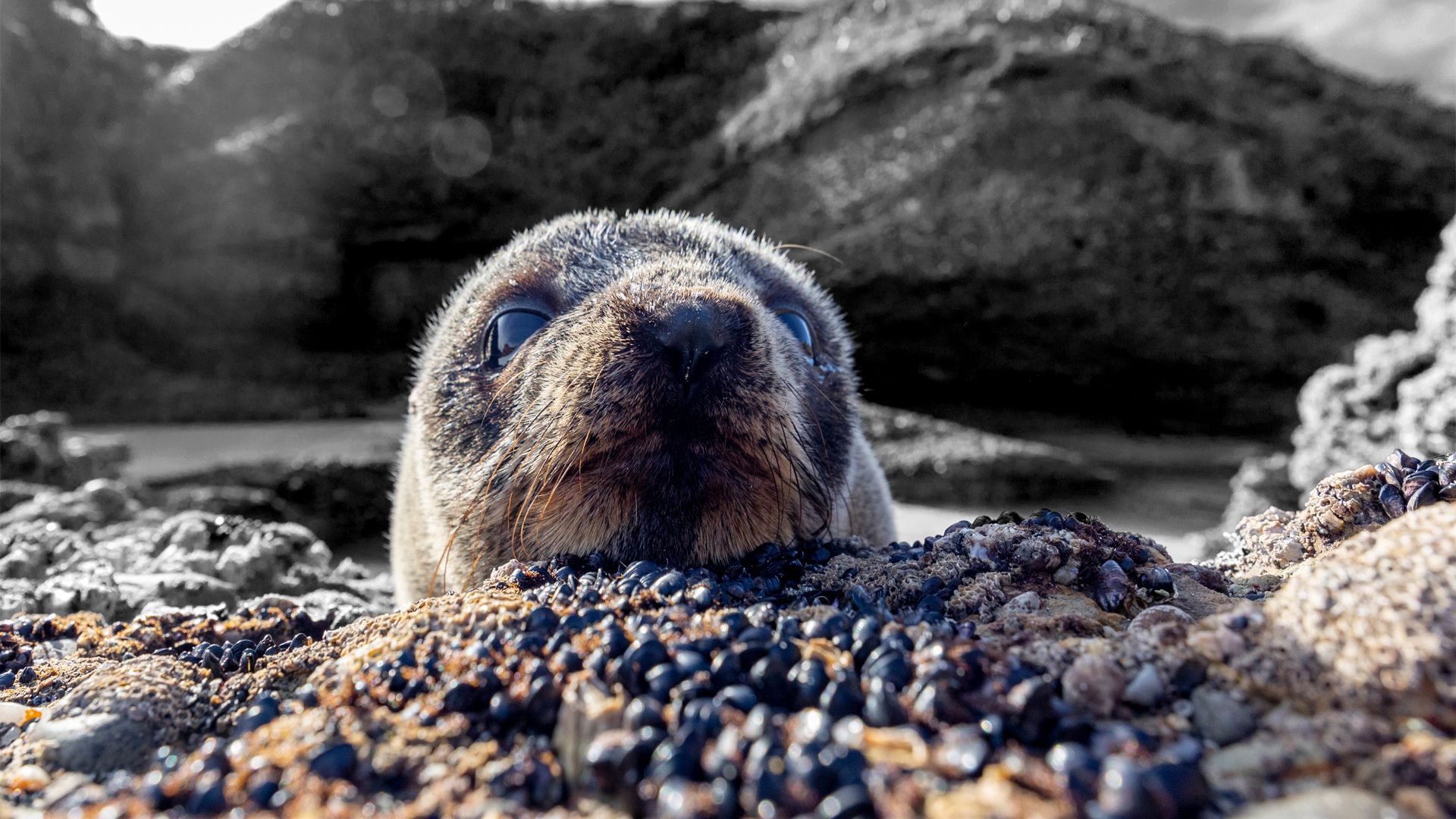 Le mystère des lions de mer sans tête du Canada n'est toujours pas résolu, mais les scientifiques ont un suspect