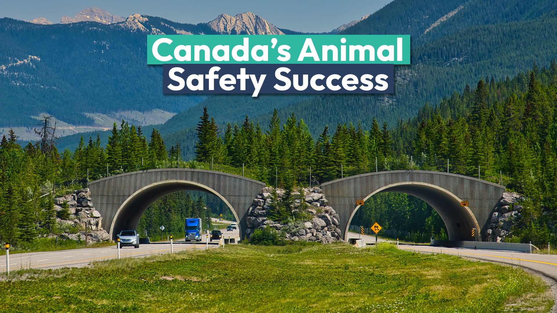 La solution de génie du parc national du Canada aux collisions de véhicules animaux fonctionne