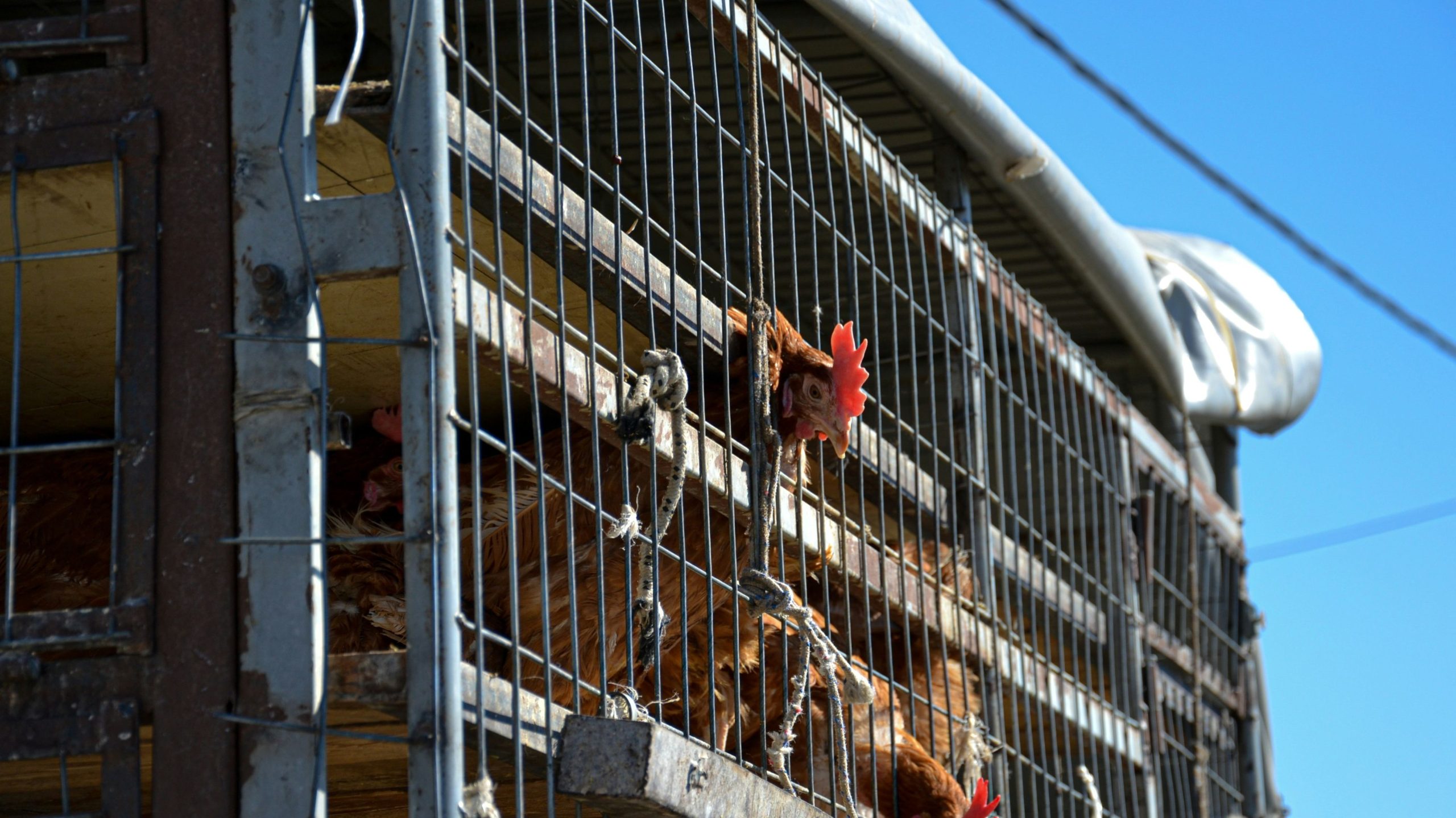 A gripe pássaro se espalhando por vários estados ameaça aves, vacas e trabalhadores