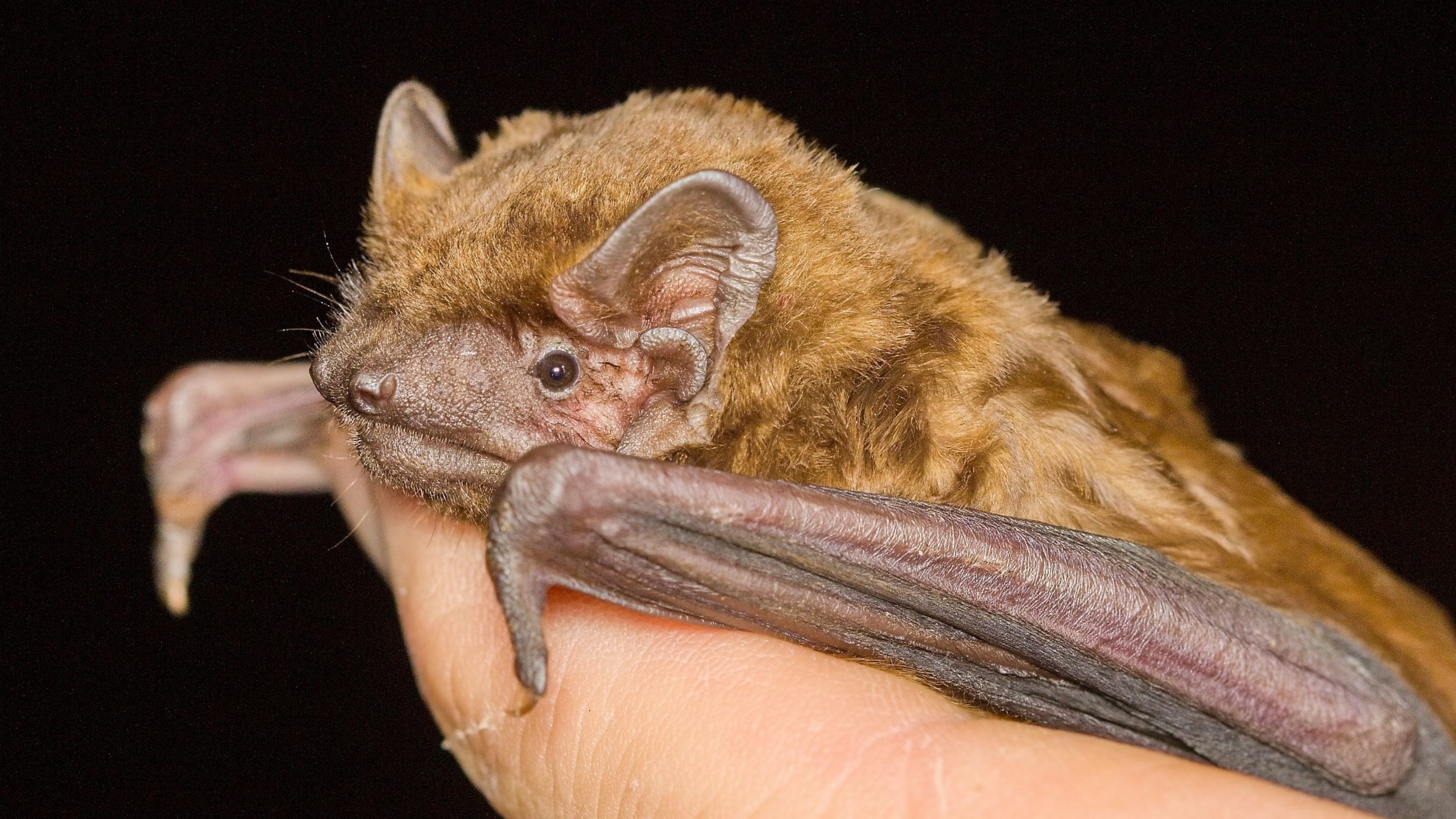 Une nouvelle étude révèle que les chauves-souris utilisent des vents de tempête pour migrer de longues distances