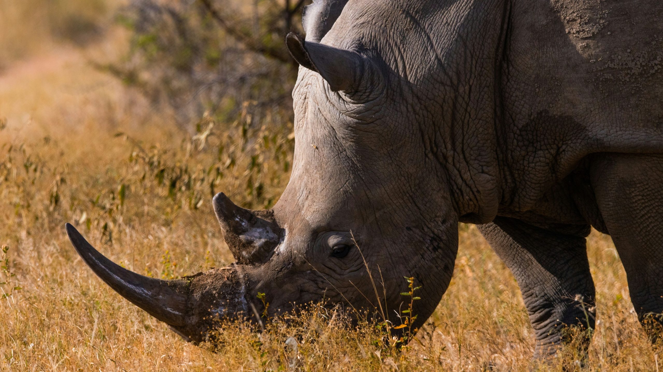 Le zoo s'est brusquement fermé comme confrontation entre deux espèces menacées se termine par la mort animale