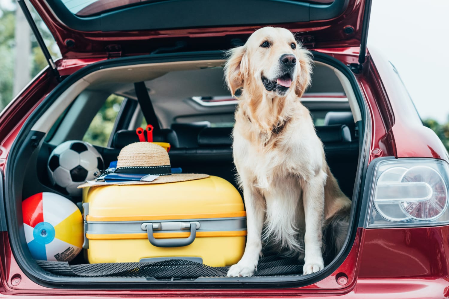 10 migliori borse da viaggio per cani