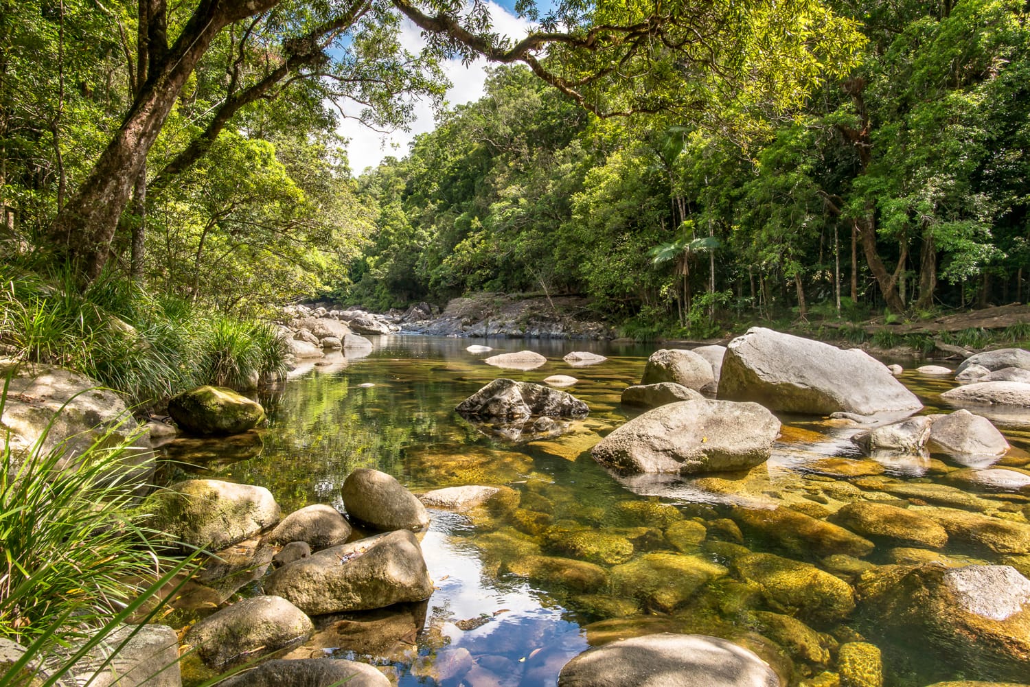 La mejor guía para visitar la selva tropical de Daintree de Australia