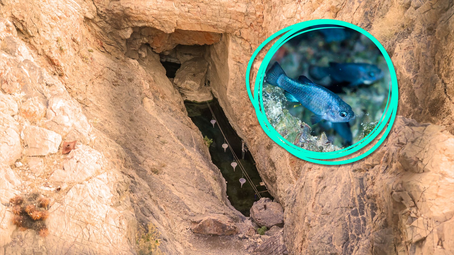 El Parque Nacional de la Muerte Valley continúa aislando los peces más raros del mundo de otros