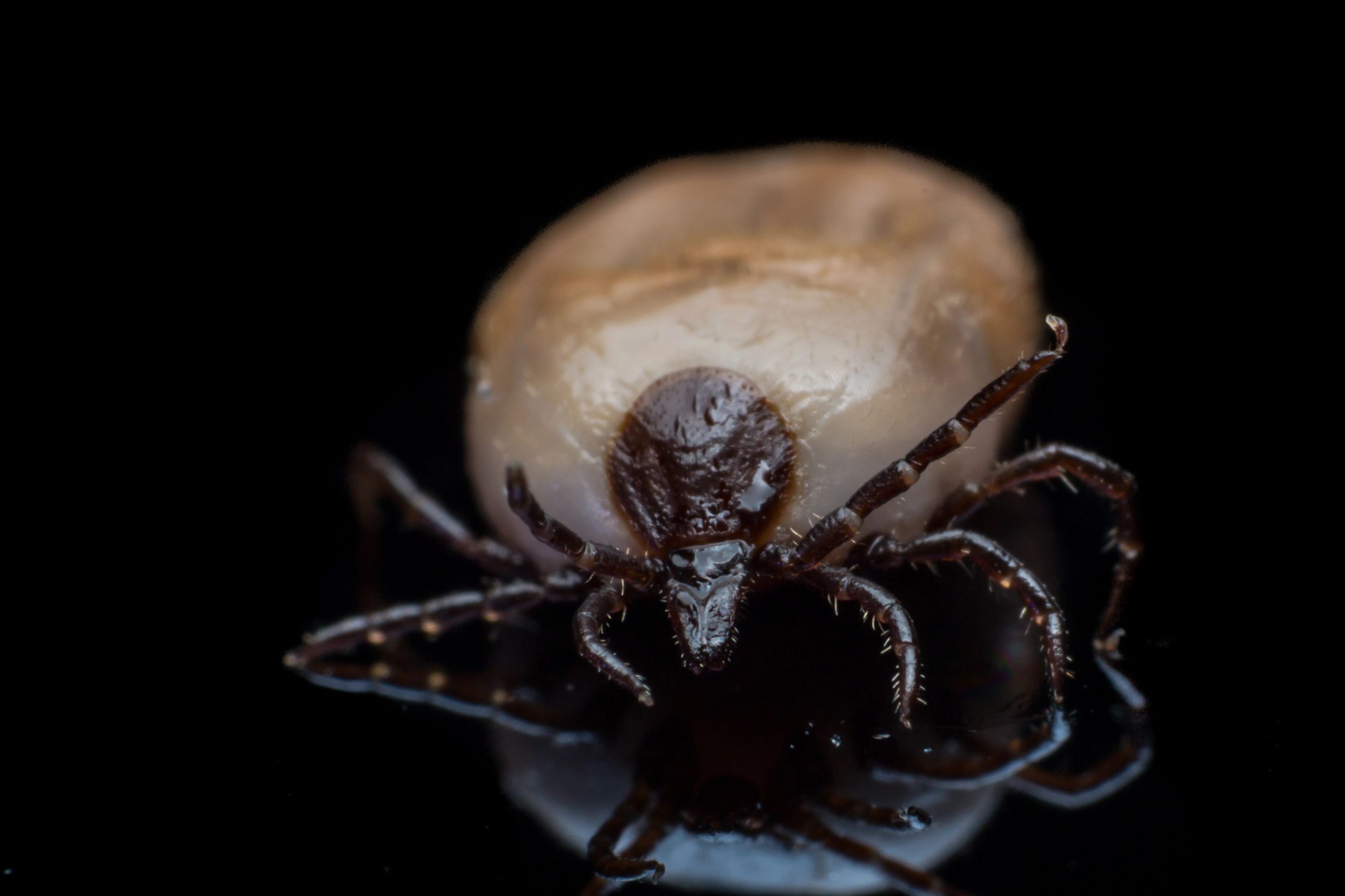 7 tipos de garrapatas en Estados Unidos y donde se encuentran