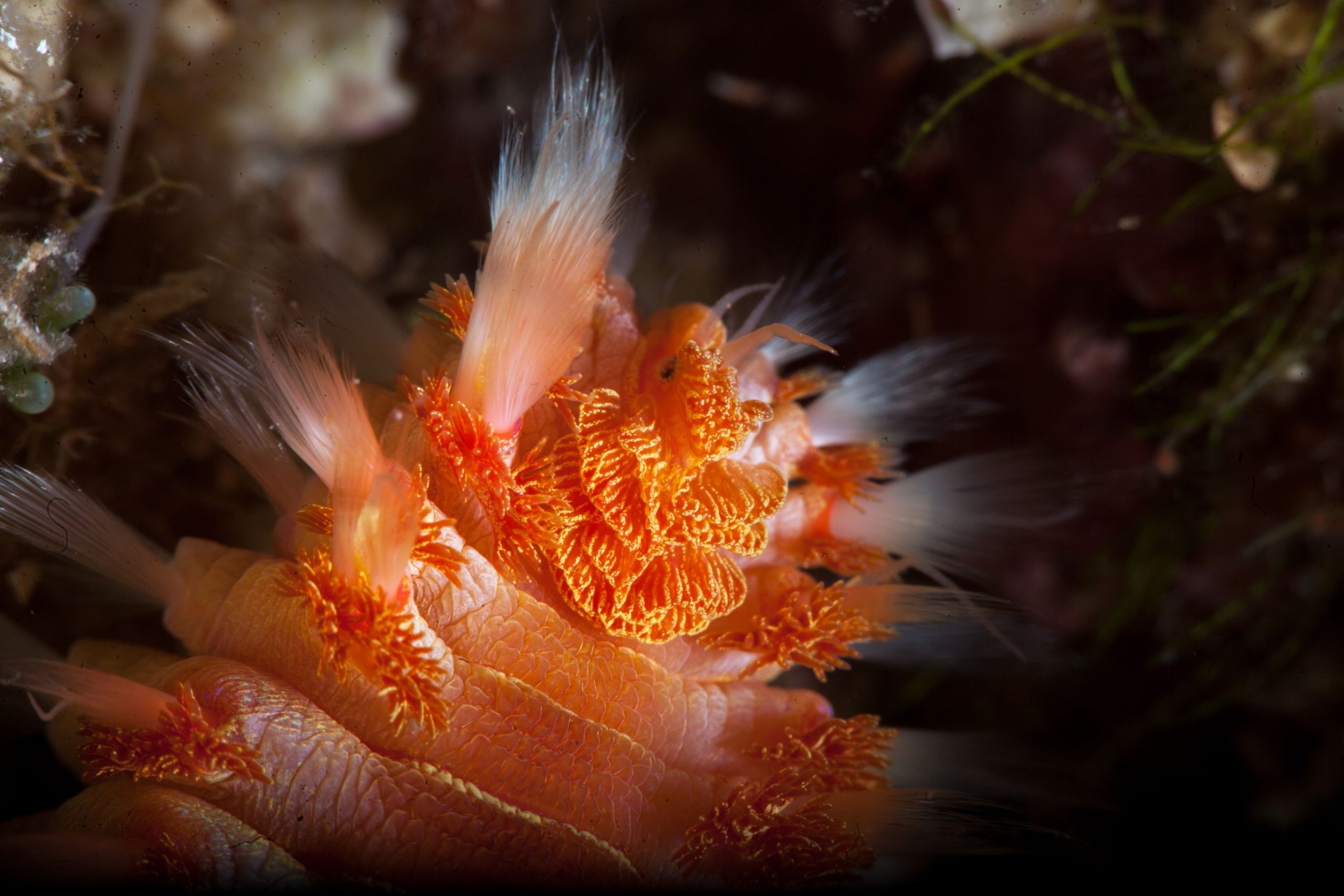 Le ver le plus étrange du monde avec une coiffure farfelue est un pur carburant cauchemardesque