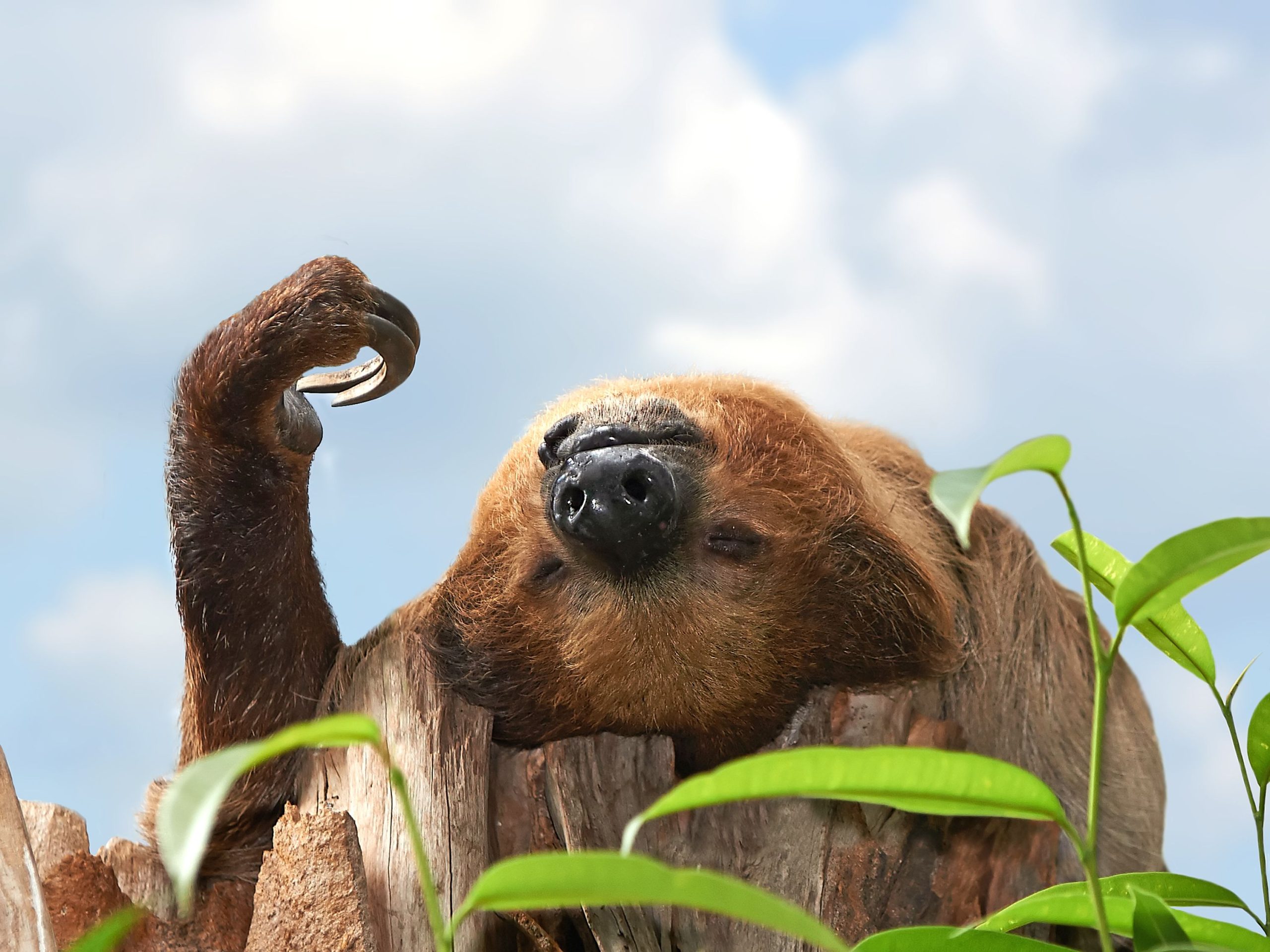 El animal "más frío" en la jungla puede dormir hasta 20 horas por día