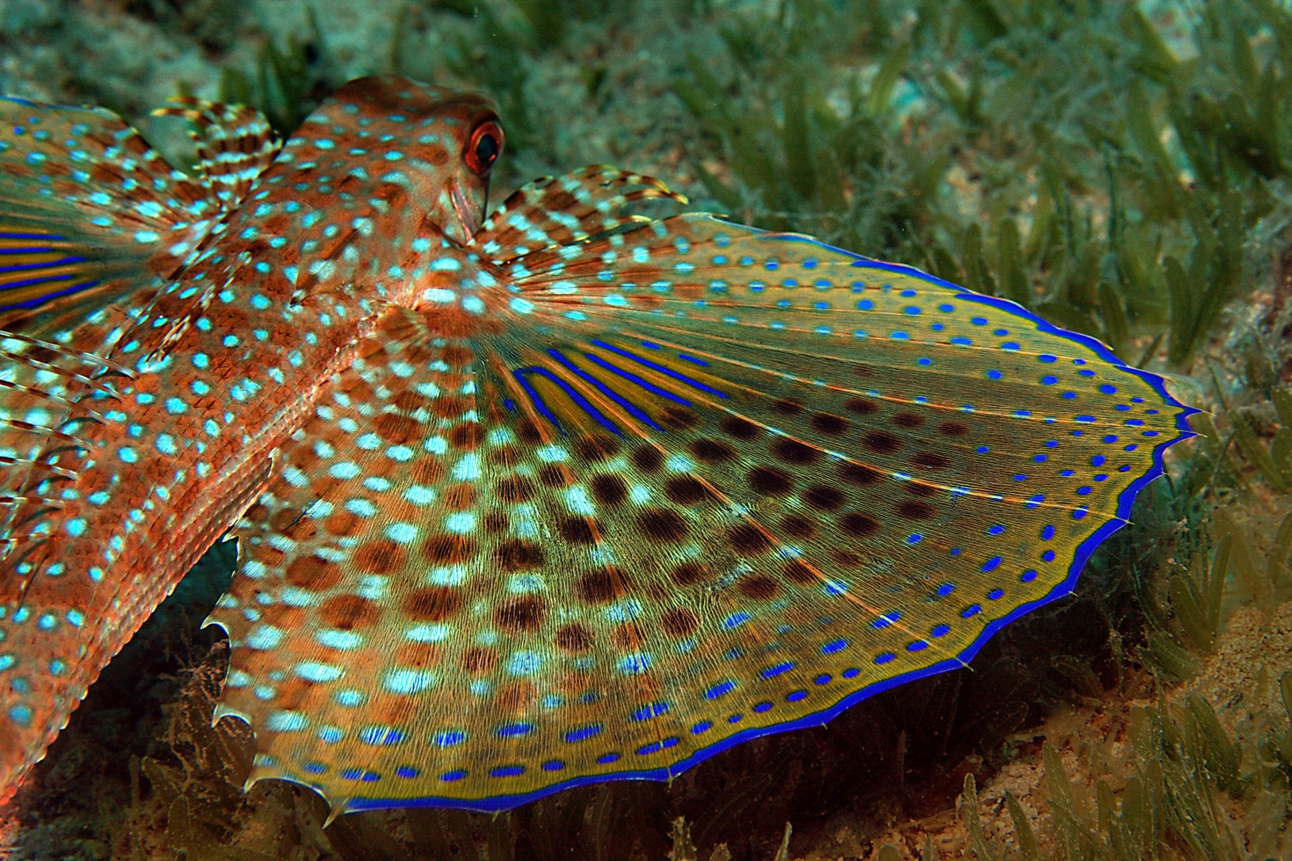 Ce poisson peut «voler» à 35 mph