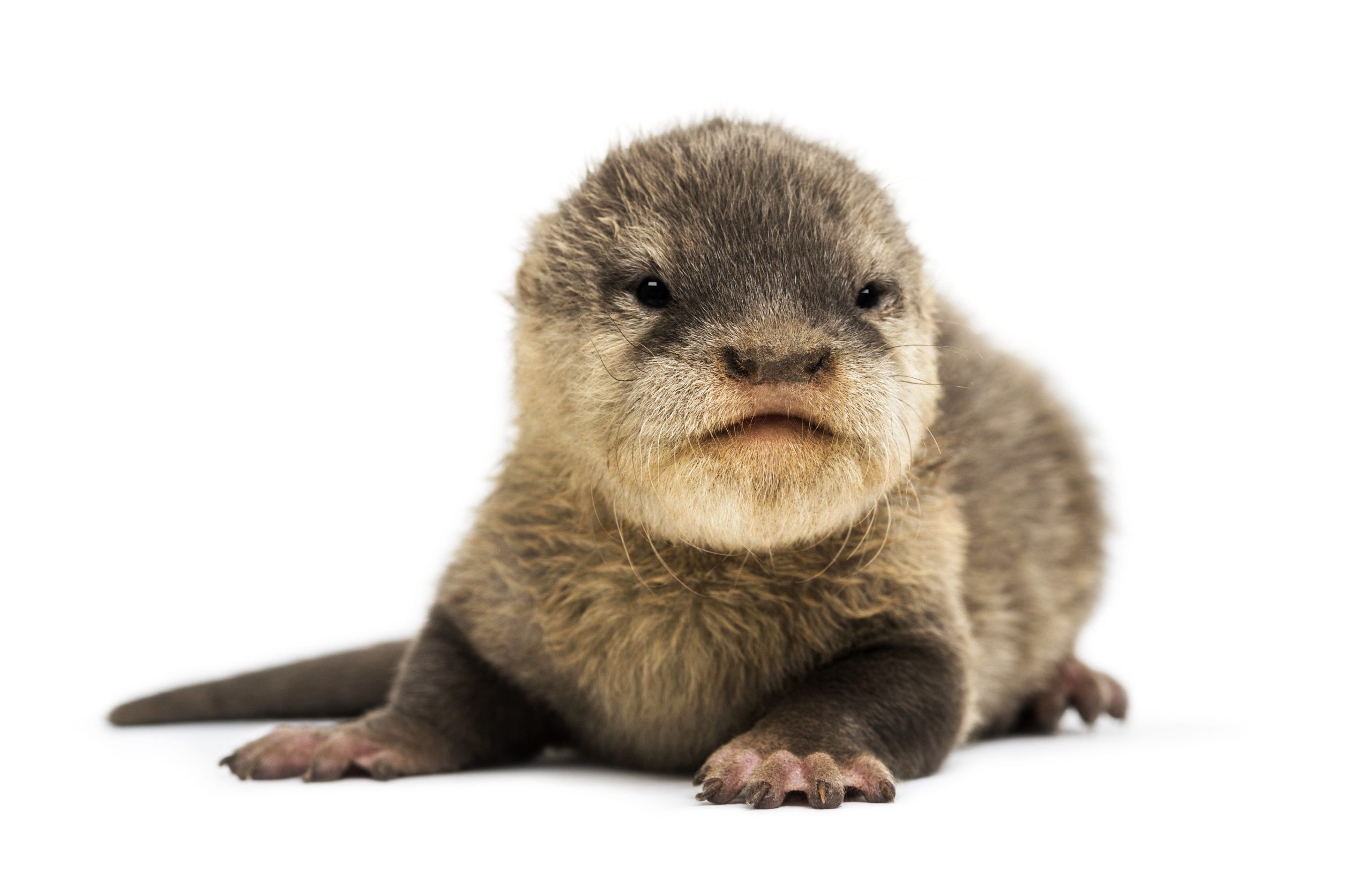 La plus petite loutre du monde a repéré pour la première fois en 186 ans, et c'est adorable