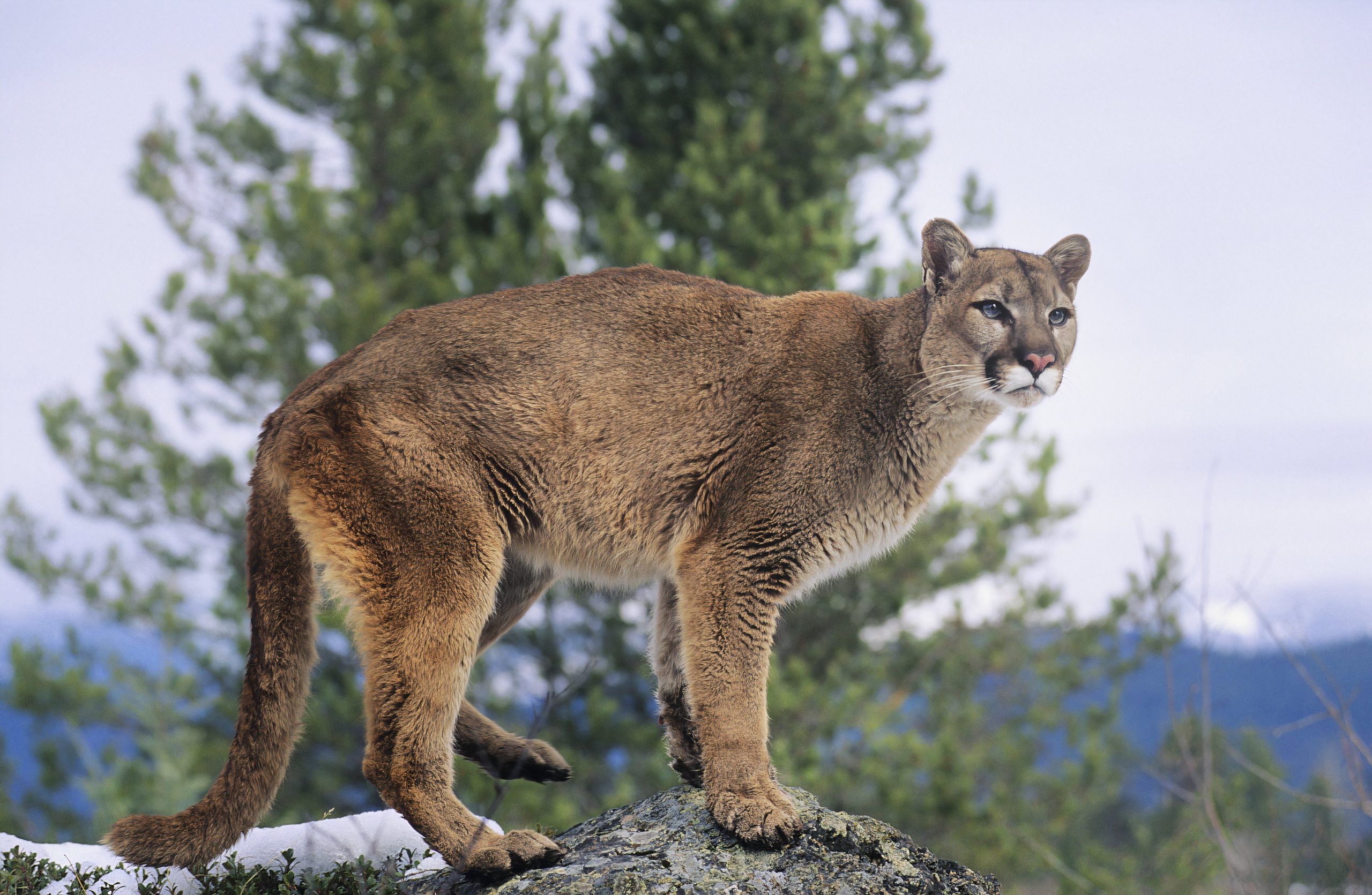 Guías de vida silvestre que enfrentan una prisión federal y multas masivas por matar leones de montaña