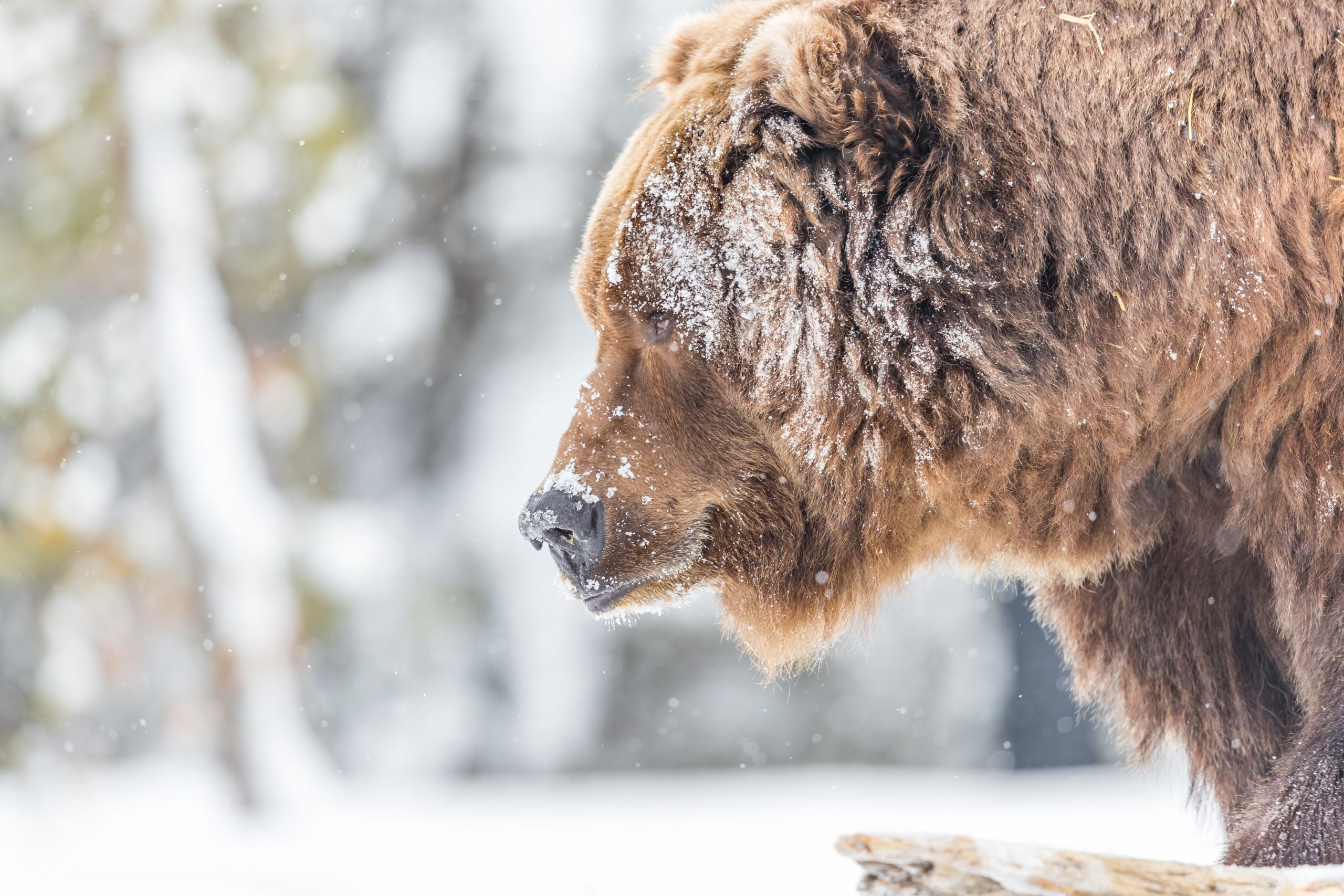10 animaux les plus incroyables dans le parc national de Yellowstone