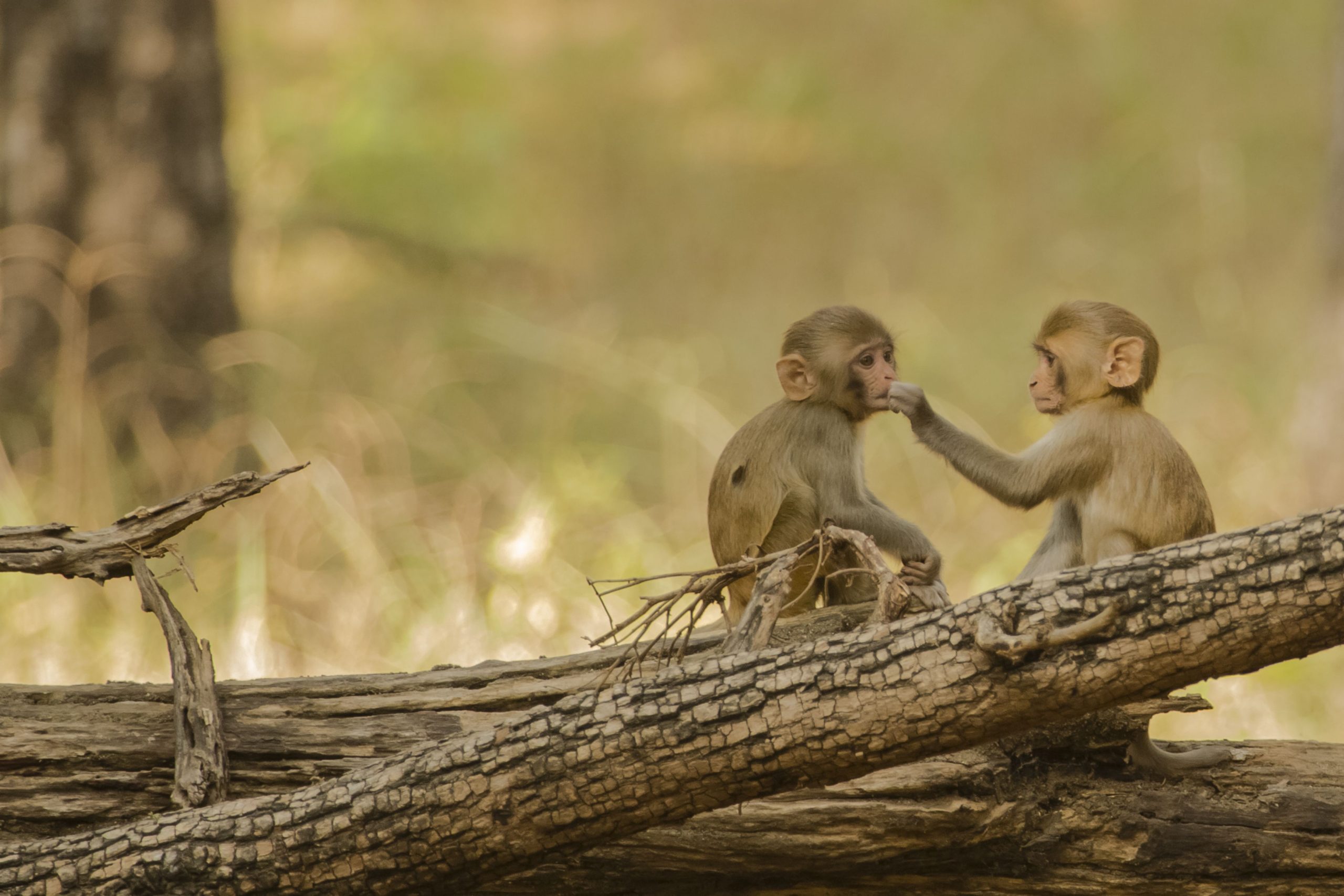 Les fonds fédéraux gelés pourraient signifier une condamnation à mort pour 1 500 macaques rhésus