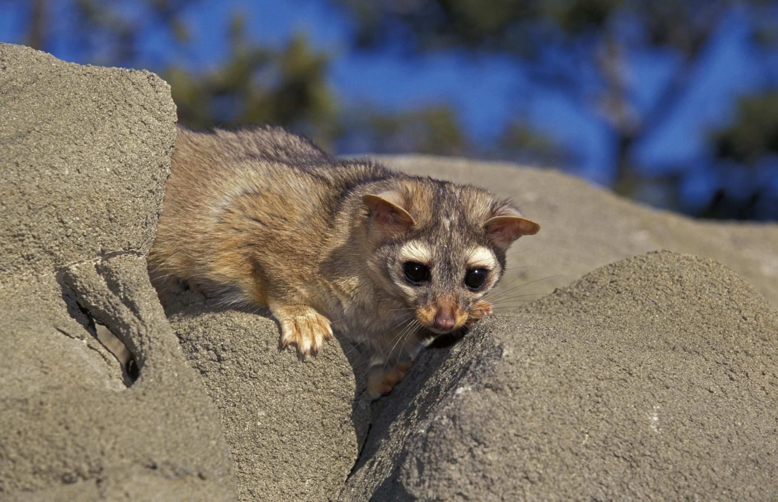 10 Animais mais incríveis do Parque Nacional de Zion
