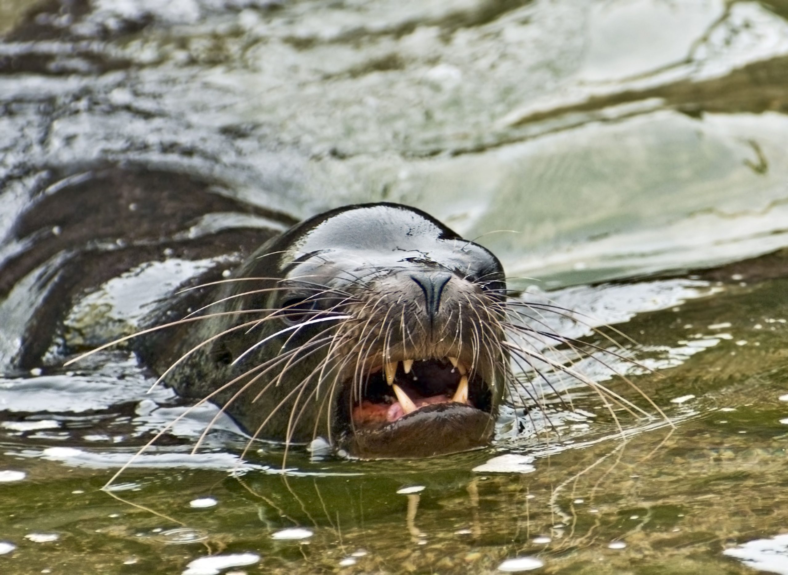 Sea Lion violentement attaque une fille de 15 ans en Californie