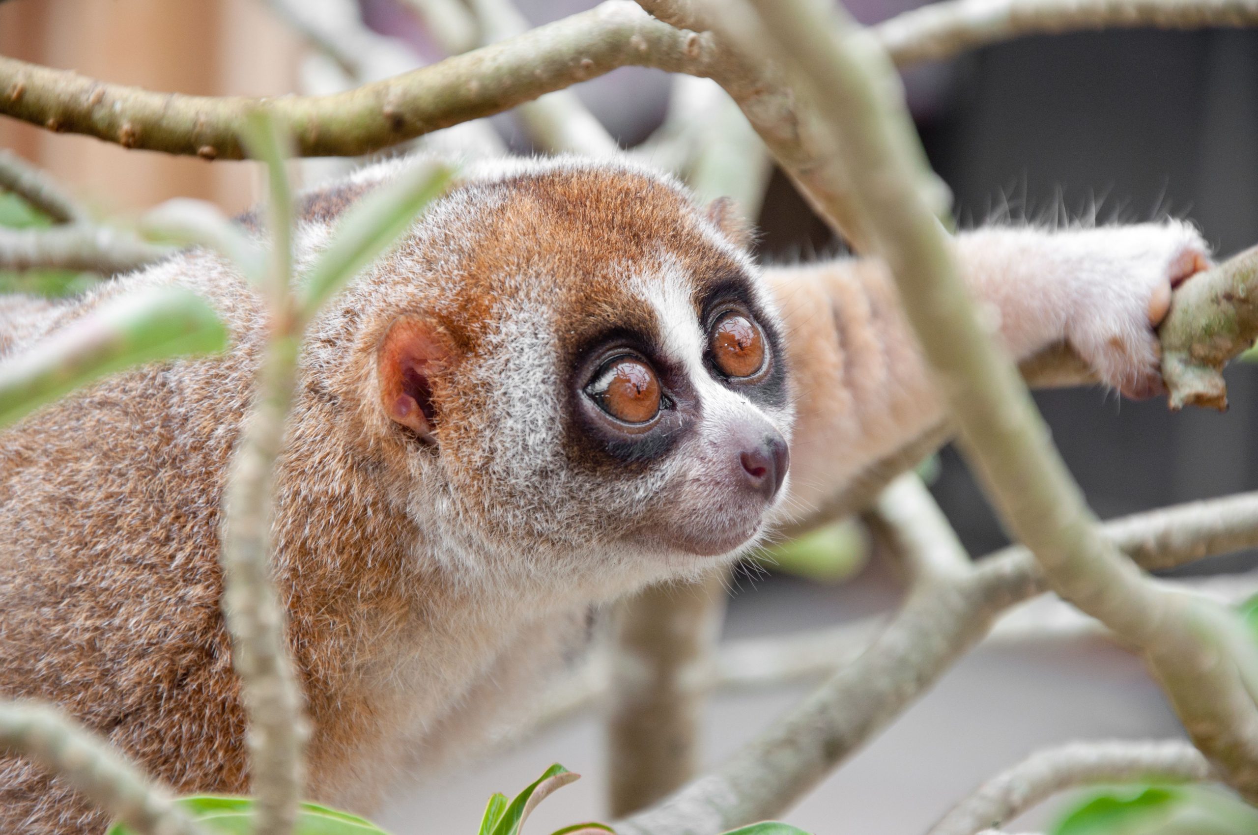 10 animaux que vous ne penseriez pas être toxiques (mais le êtes)