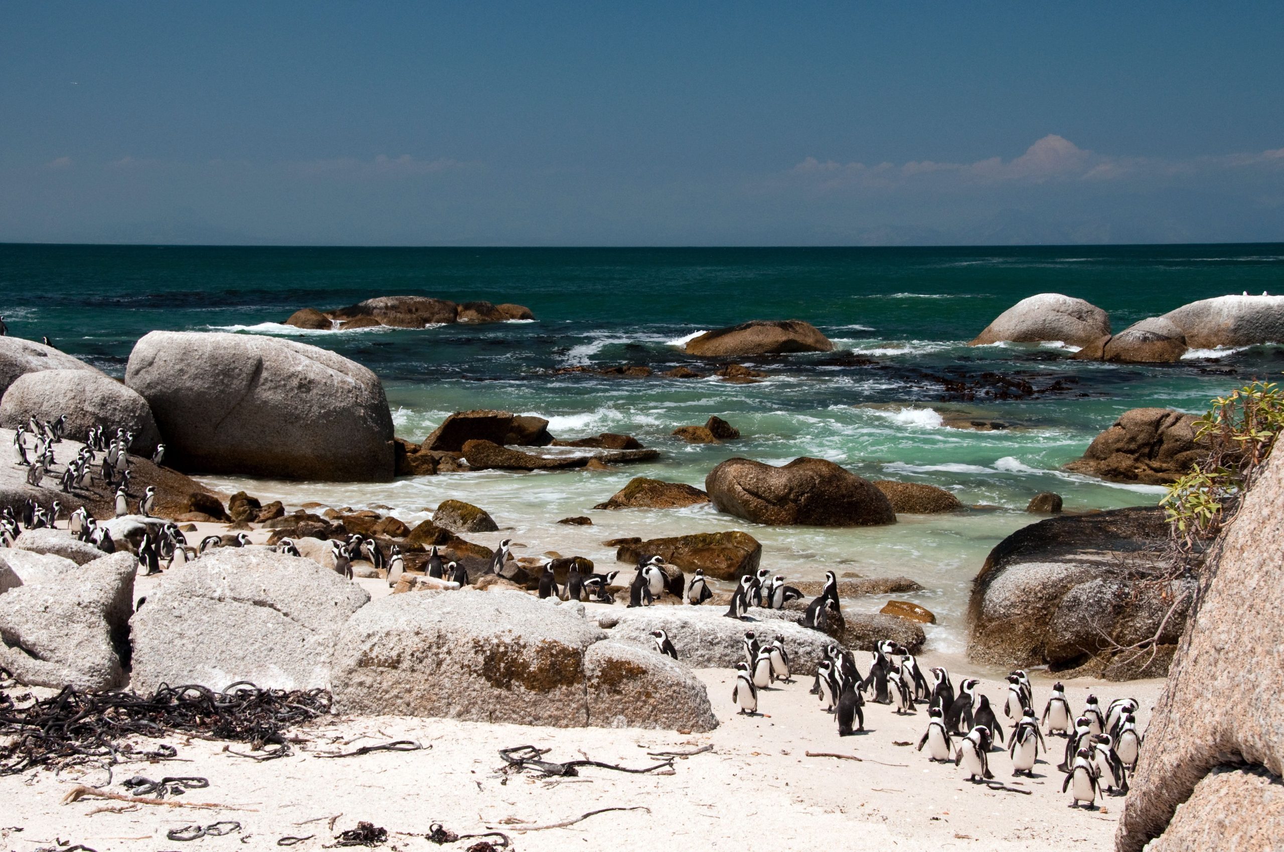 Un adorable pingüino en el zoológico de Pueblo reconocido en una campaña, difundiendo conciencia