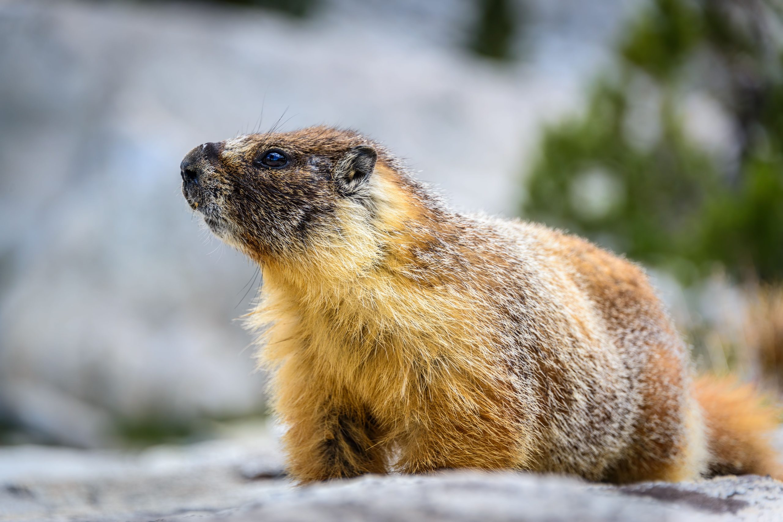 10 animaux les plus incroyables du parc national de Yosemite