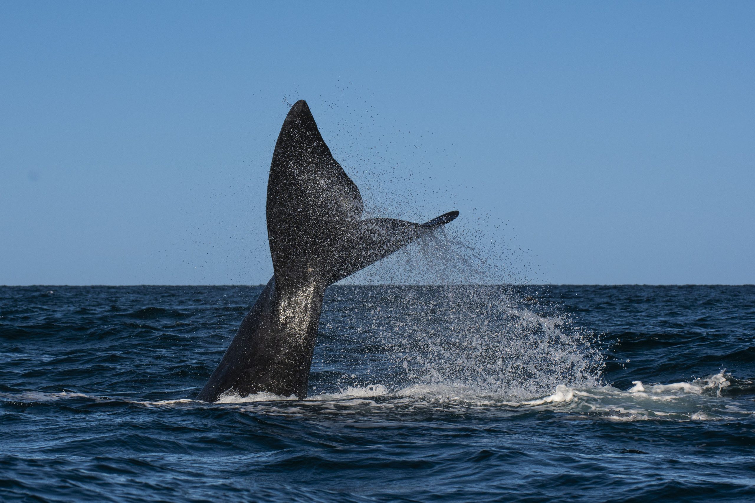 La tercera ballena enredada en peligro de extinción vio la costa este en menos de una semana.