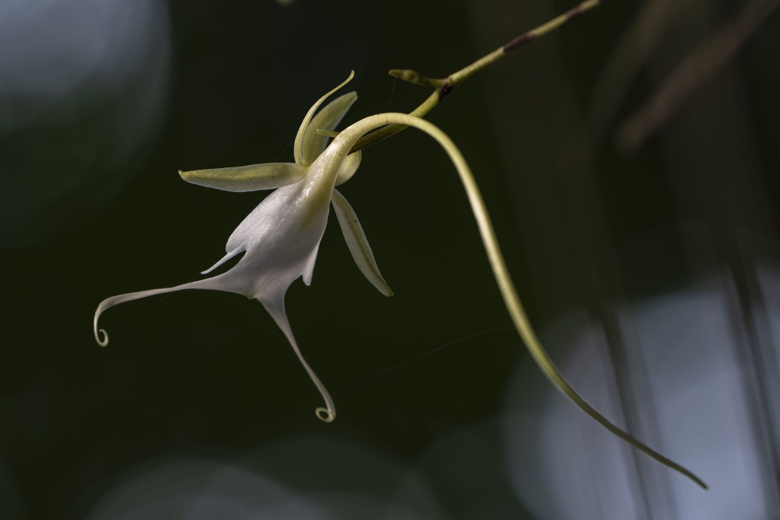 La fleur la plus effrayante de la terre se trouve aux États-Unis