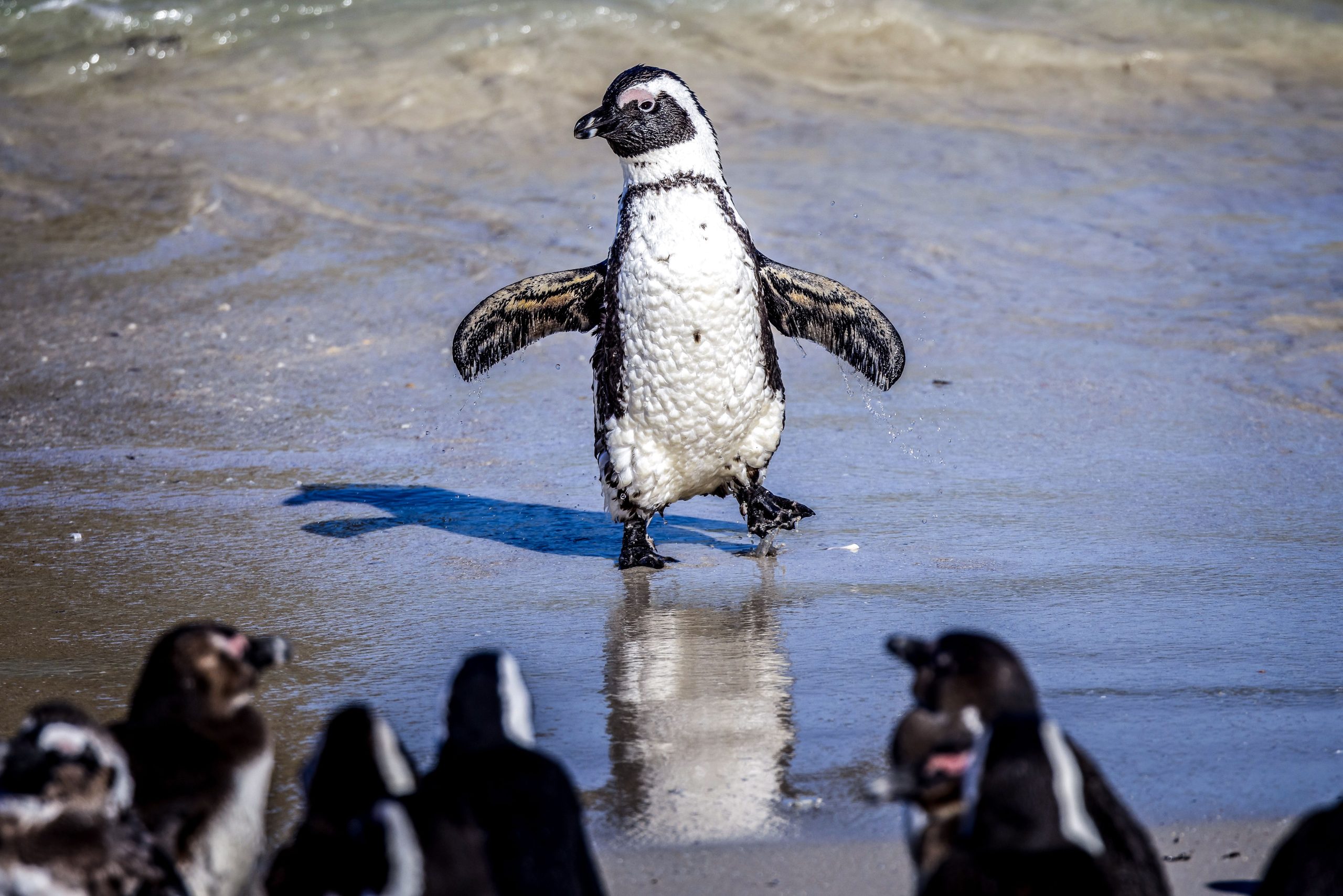 L'Afrique du Sud a applaudi pour établir une interdiction cruciale de pêche commerciale