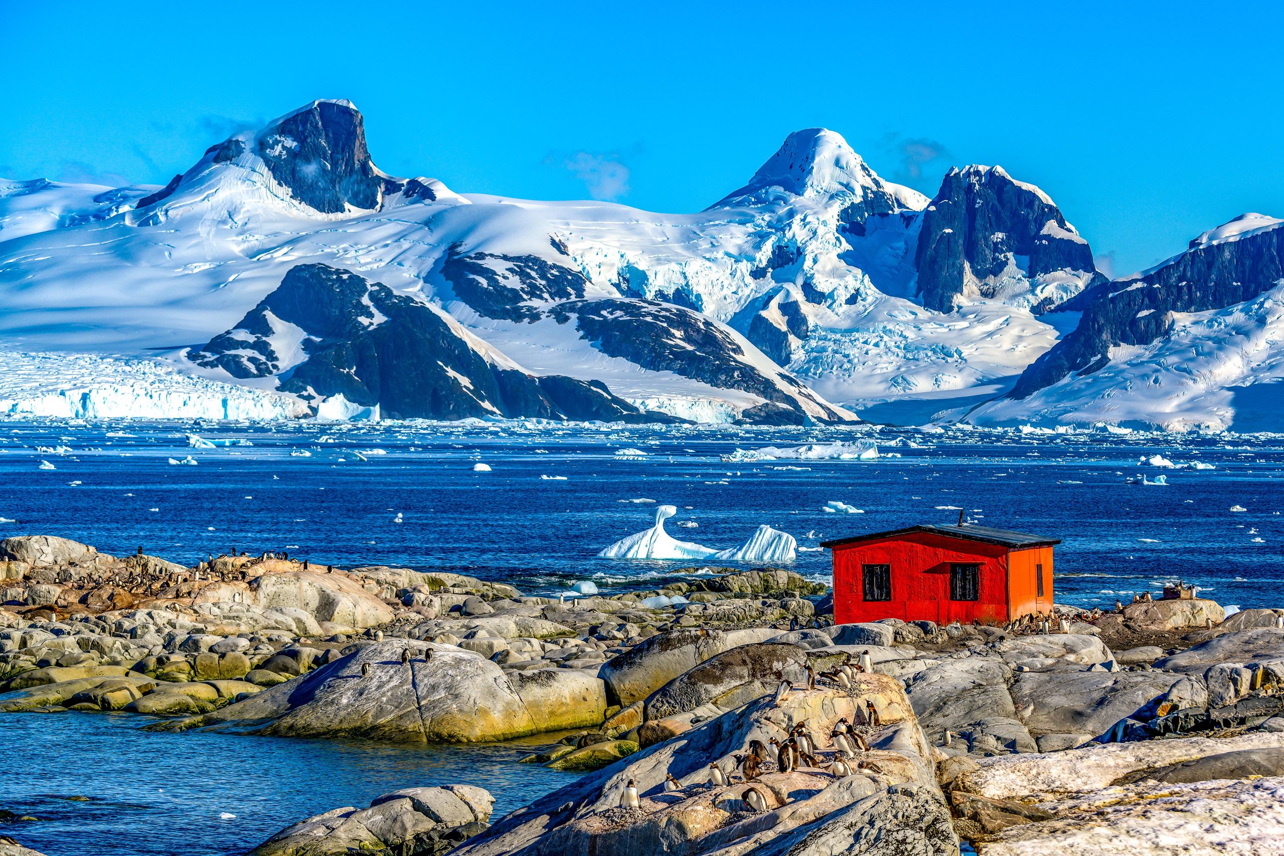 Los científicos están desarrollando involuntariamente un nuevo rasgo extraño en este continente deshabitado