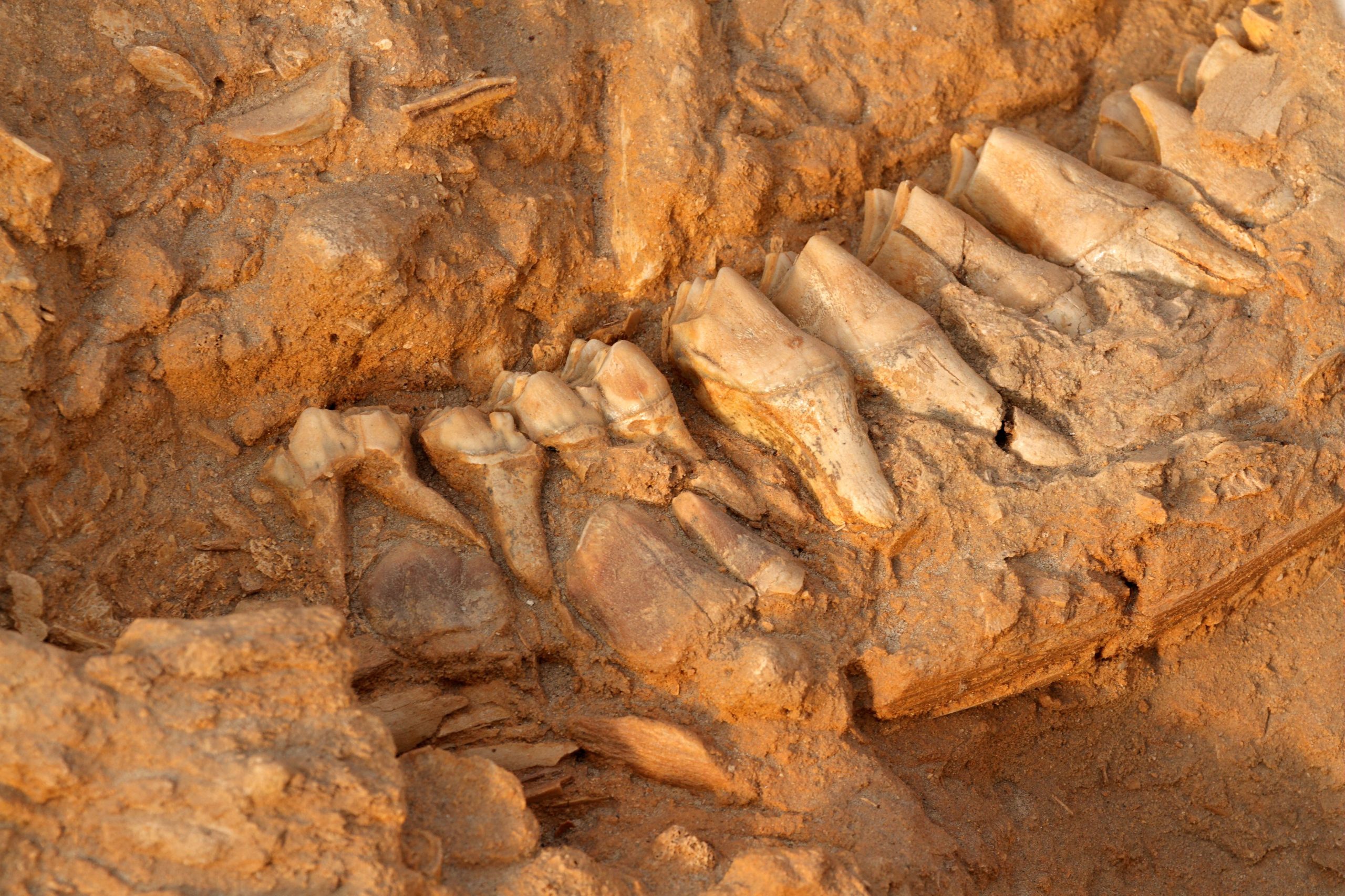 I nuovi fossili studiano altera completamente la sequenza temporale dell'evoluzione