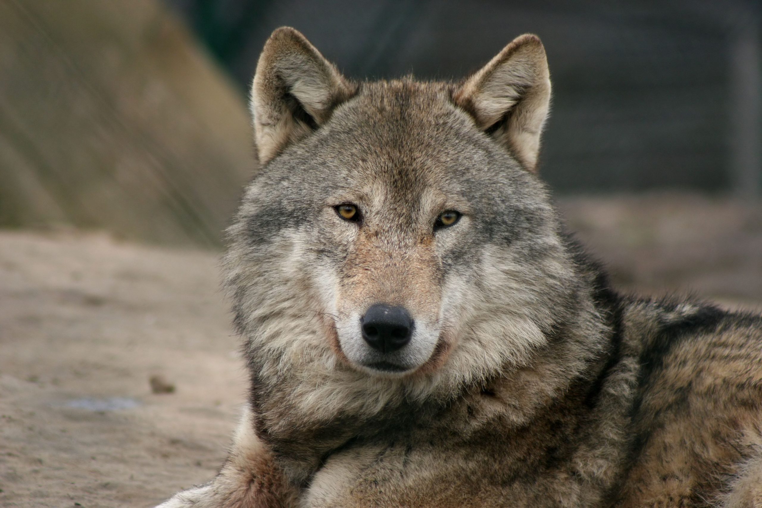 Récompense de 10 000 $ offerte après le loup gris en voie de disparition illégalement tué dans l'Oregon